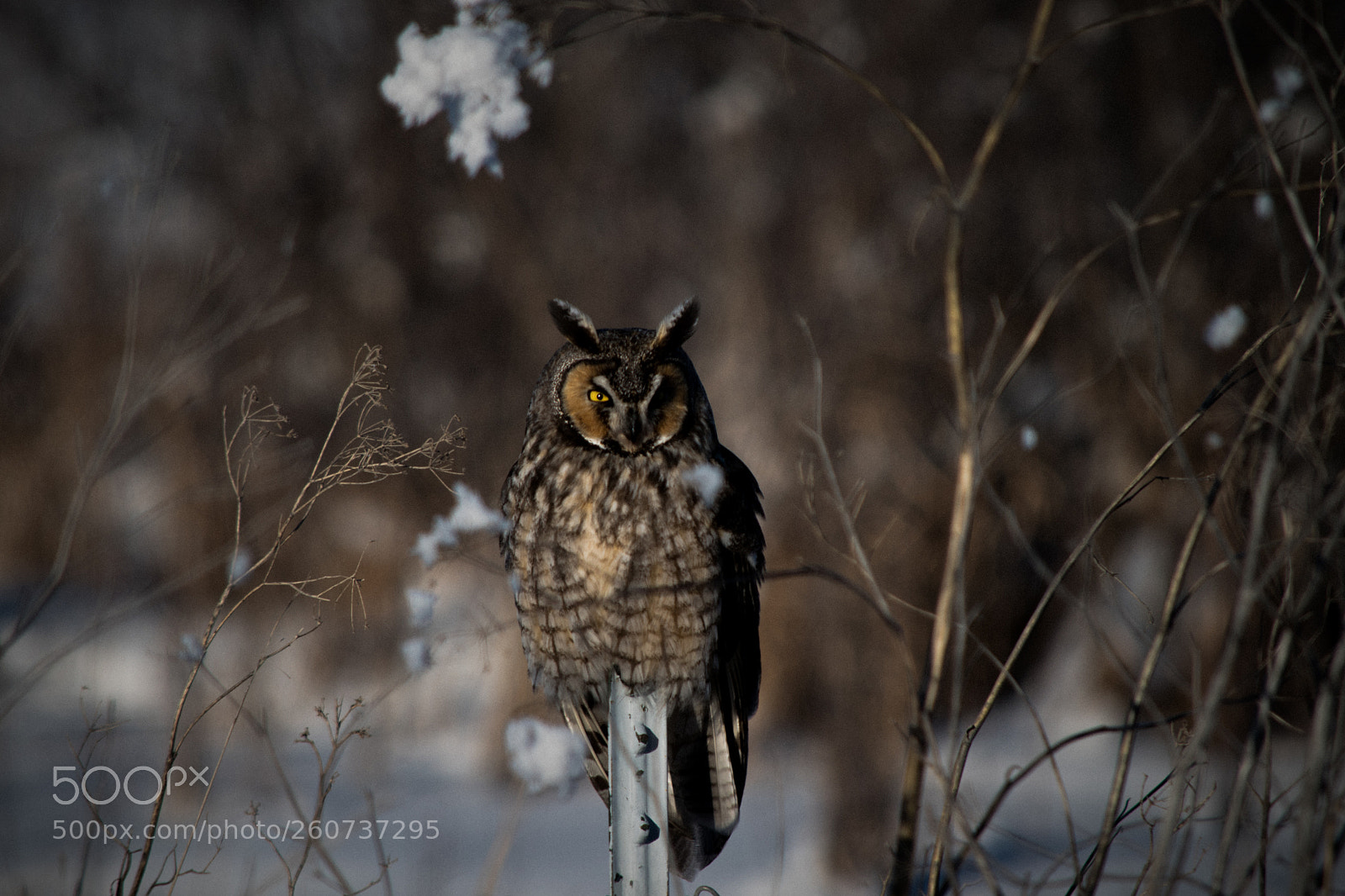 Nikon D5500 sample photo. Great horned owl photography
