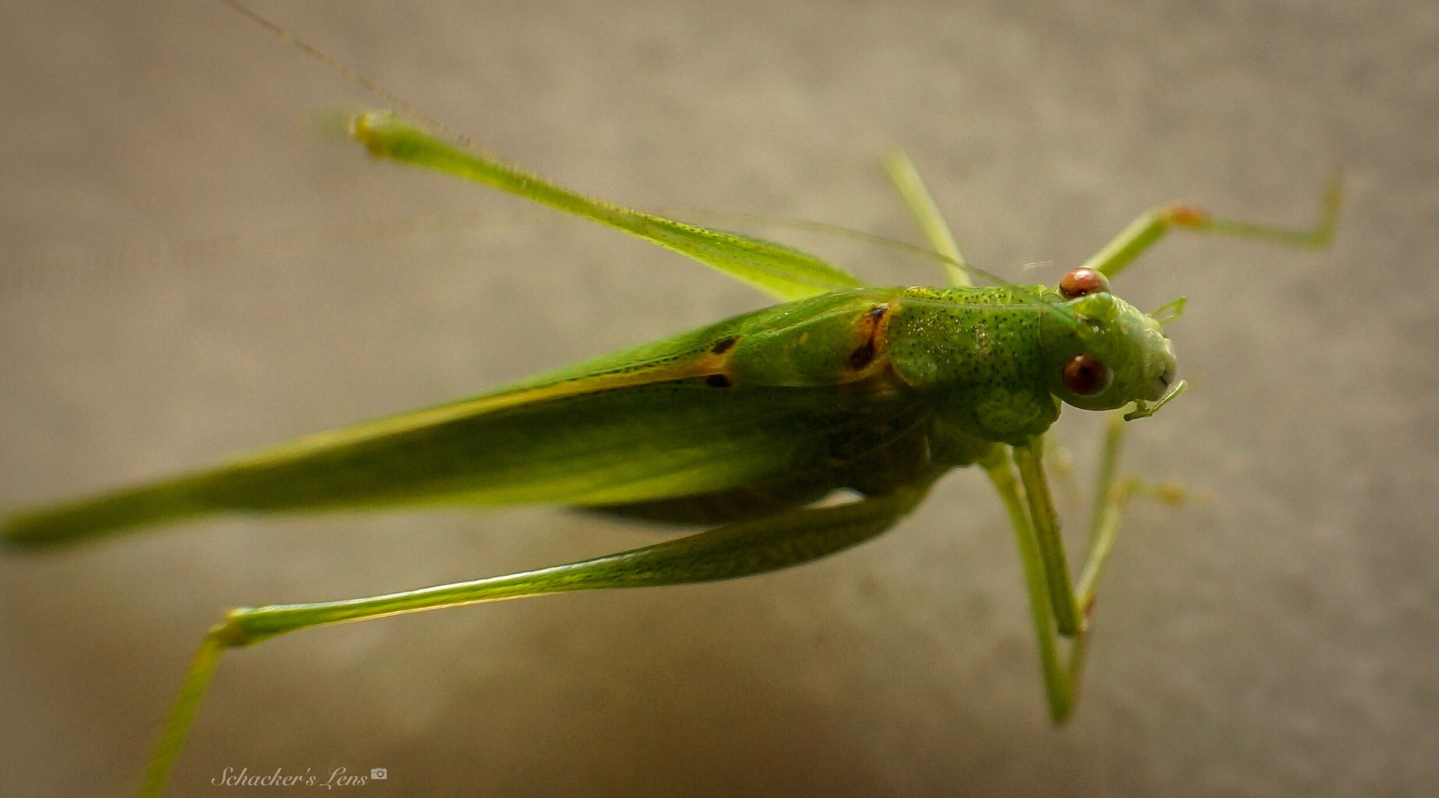 Sony SLT-A65 (SLT-A65V) sample photo. Grasshopper1 photography