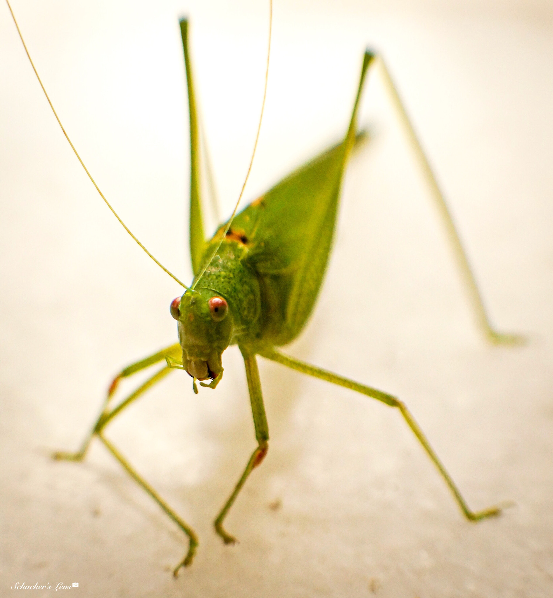 Sony SLT-A65 (SLT-A65V) sample photo. Grasshopper2 photography