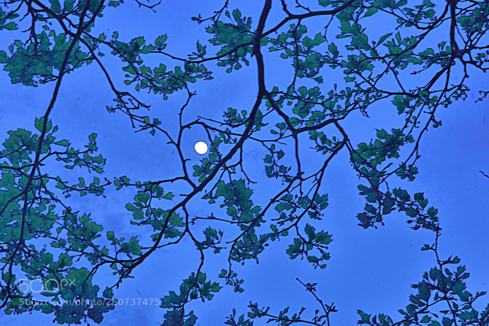 Nikon D3400 sample photo. View of moon thru photography