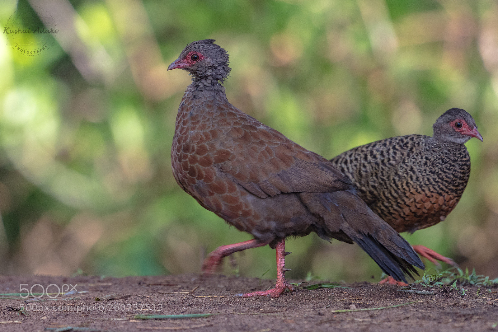 Nikon D500 sample photo. Red spurfowl (pair) photography