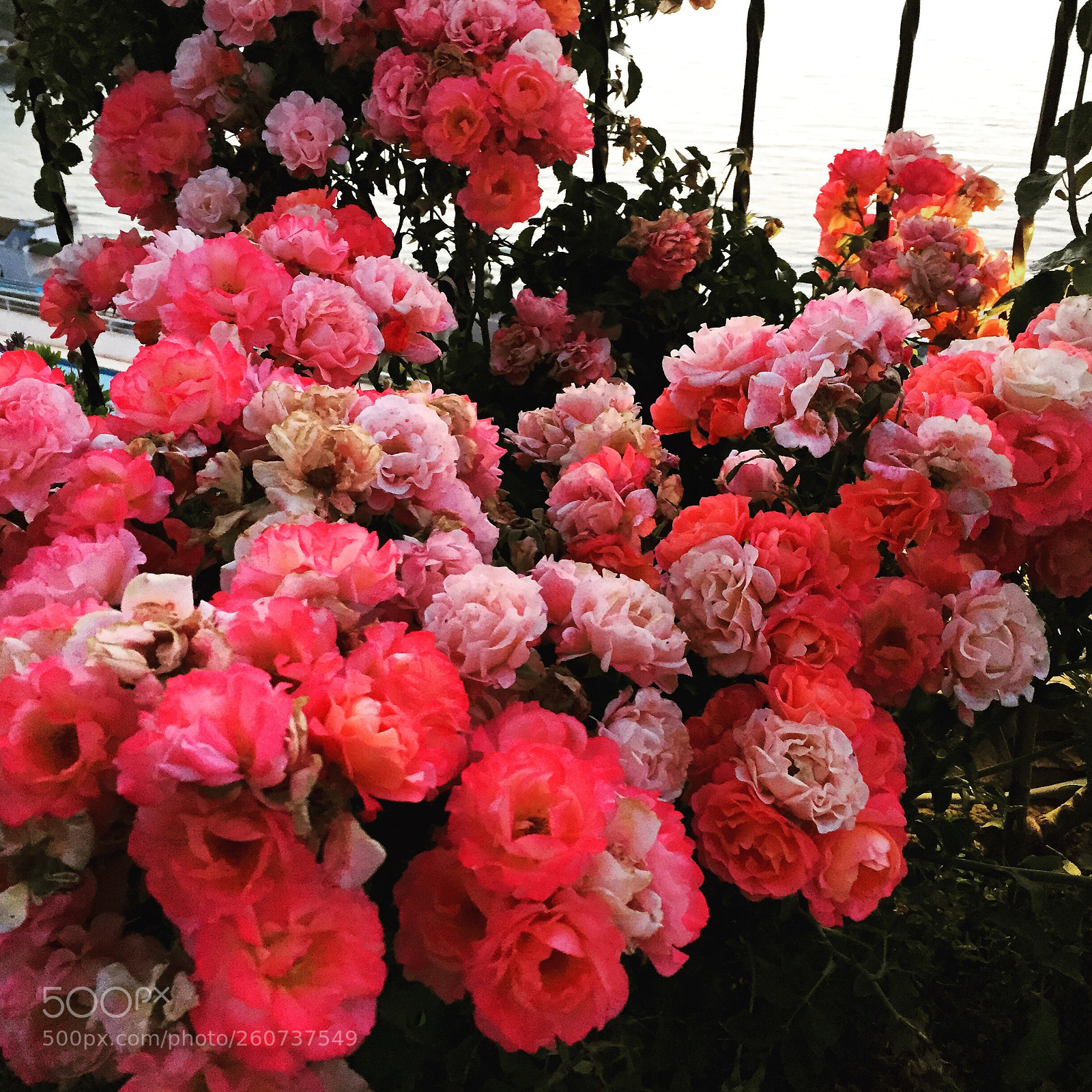 Apple iPhone 6 sample photo. My cuties photography