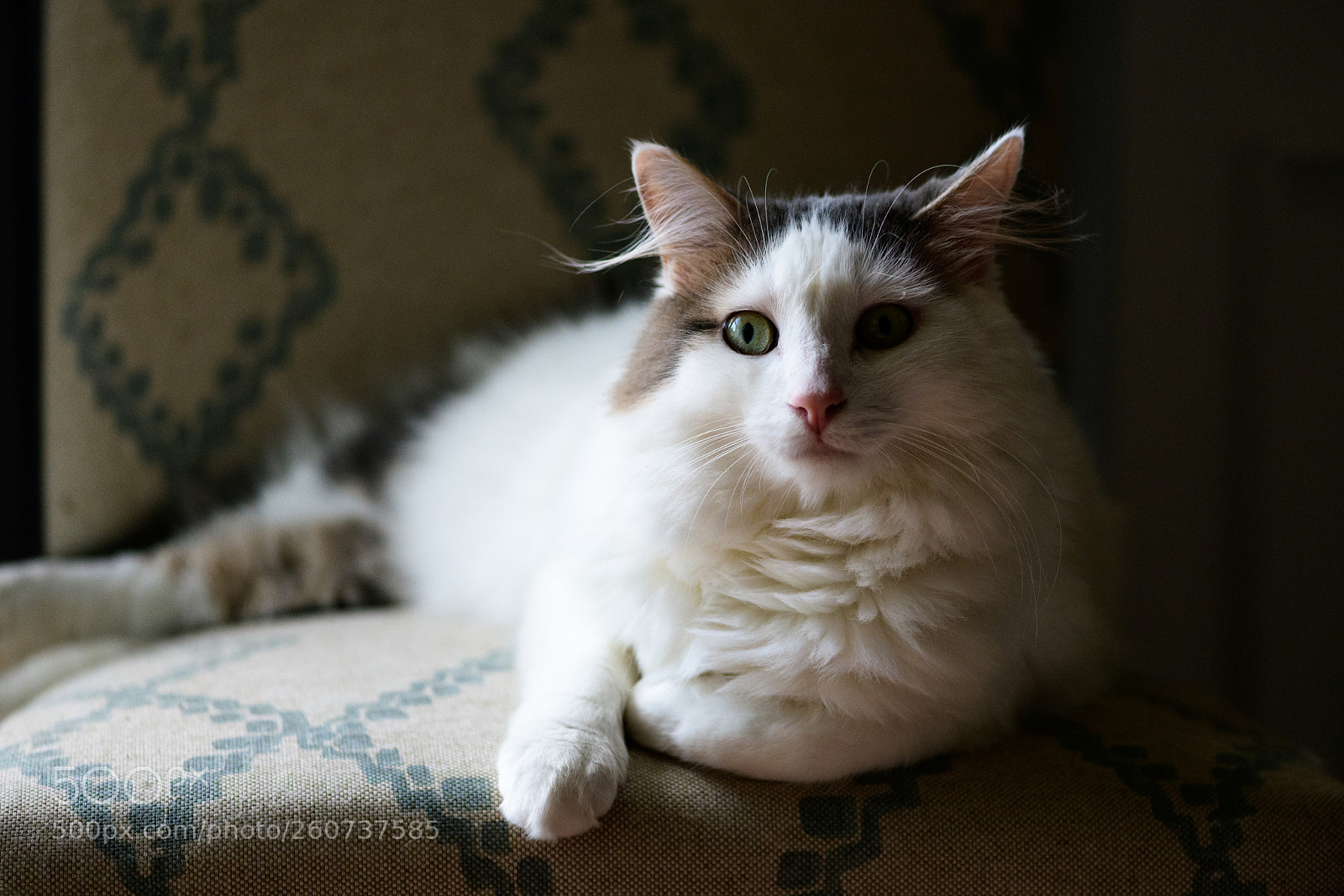 Nikon D850 sample photo. 152/365 photography