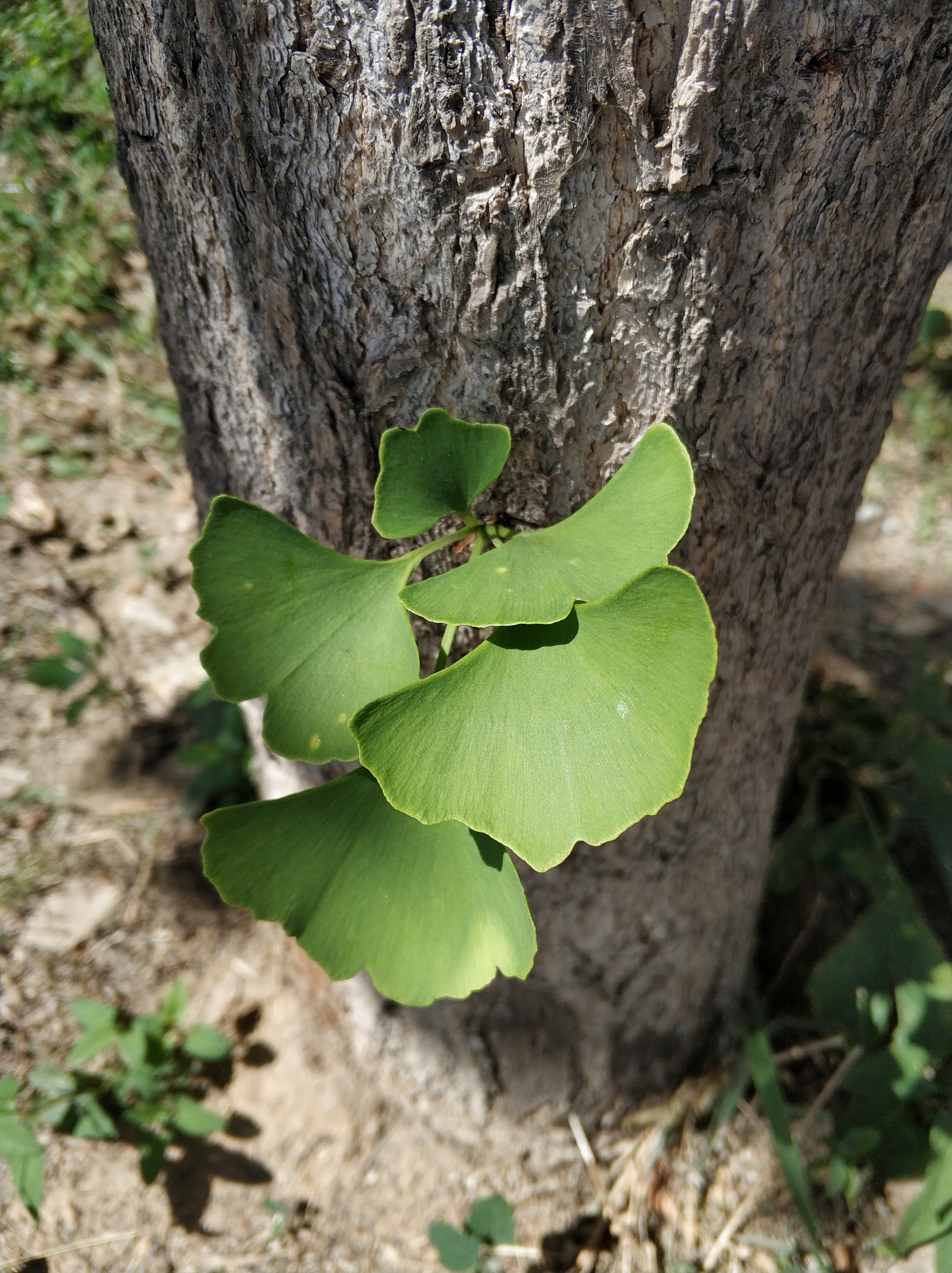 Xiaomi MI6 sample photo. Leave on the tree photography