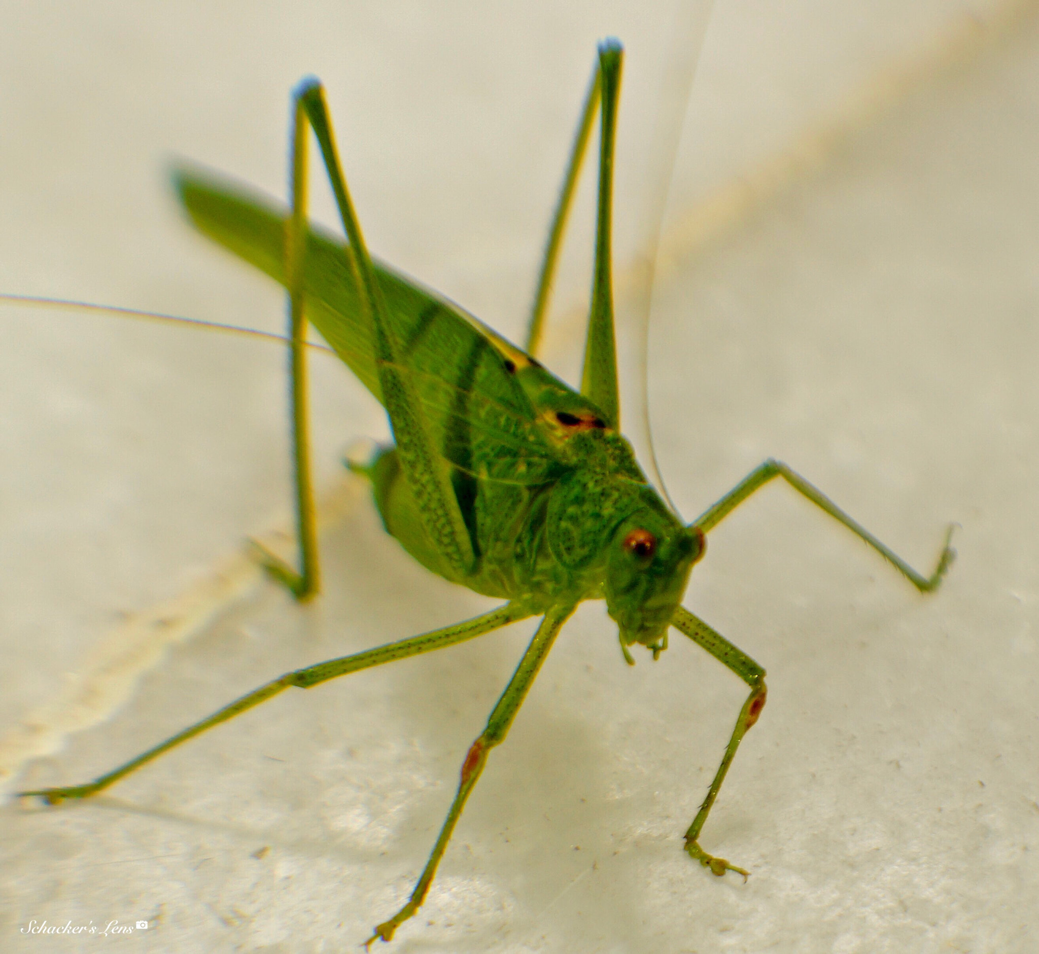 Sony SLT-A65 (SLT-A65V) sample photo. Grasshopper4 photography