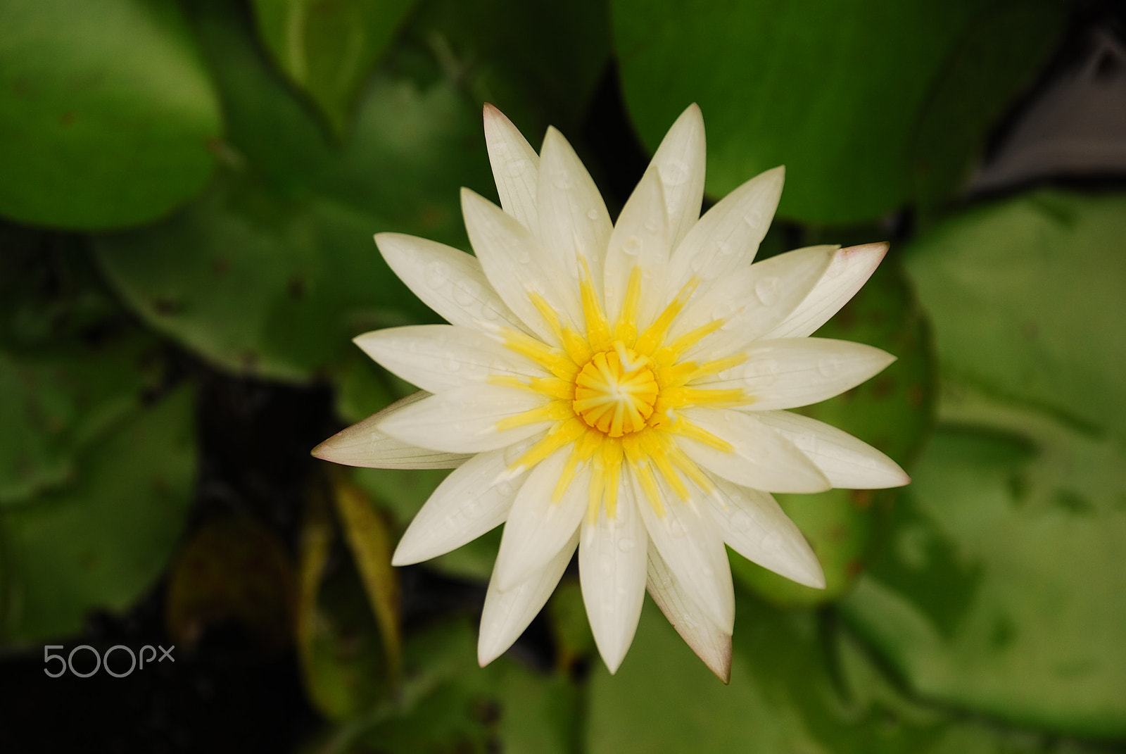 Nikon D80 sample photo. Lotus - let me feel the sun! photography