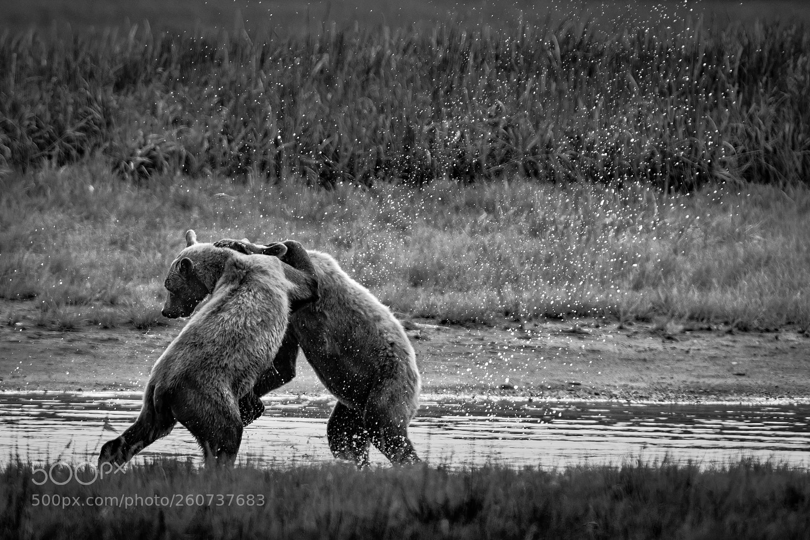 Nikon D810 sample photo. Fighting grizzly bears photography