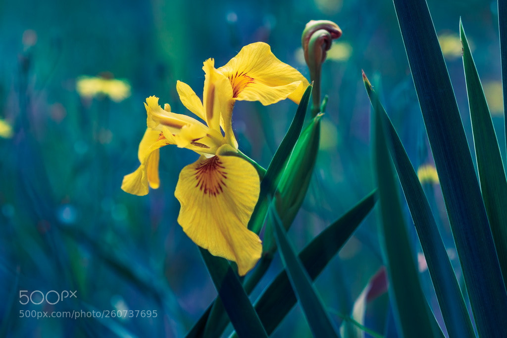 Canon EOS 70D sample photo. Flower photography