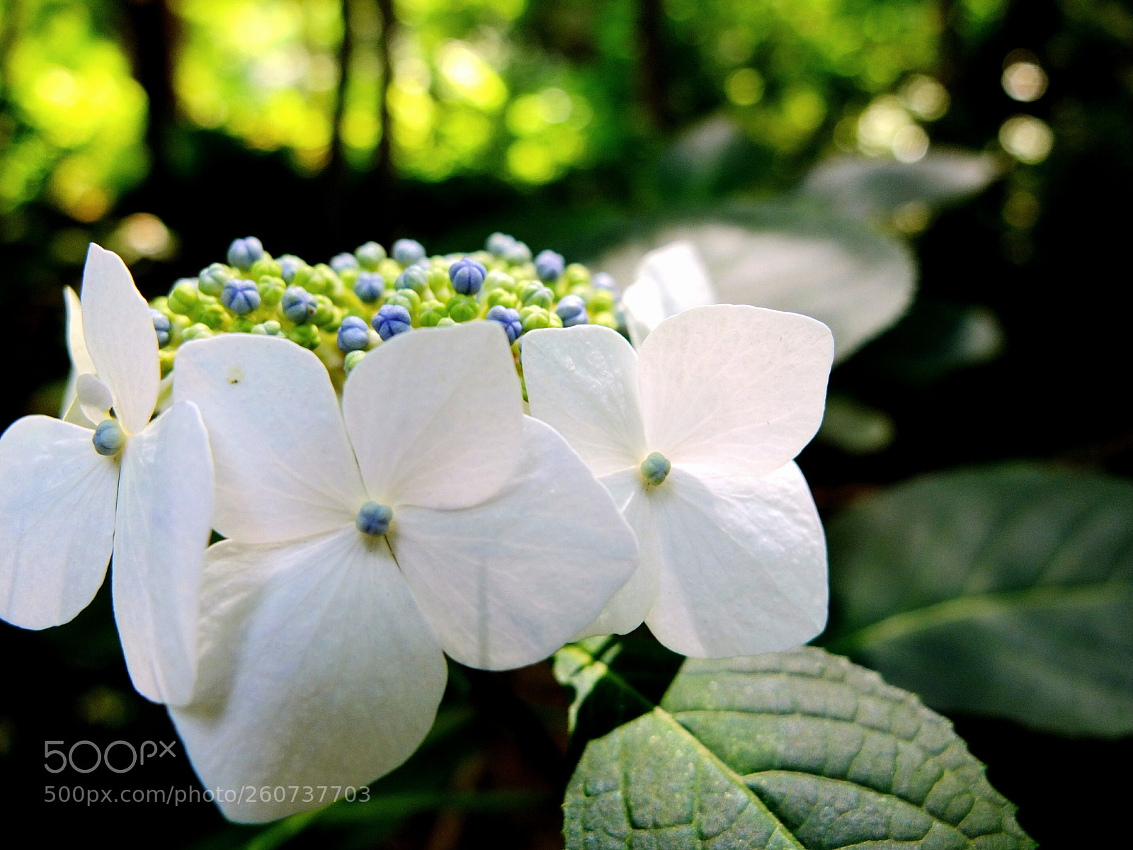 Fujifilm X10 sample photo. Untitled photography