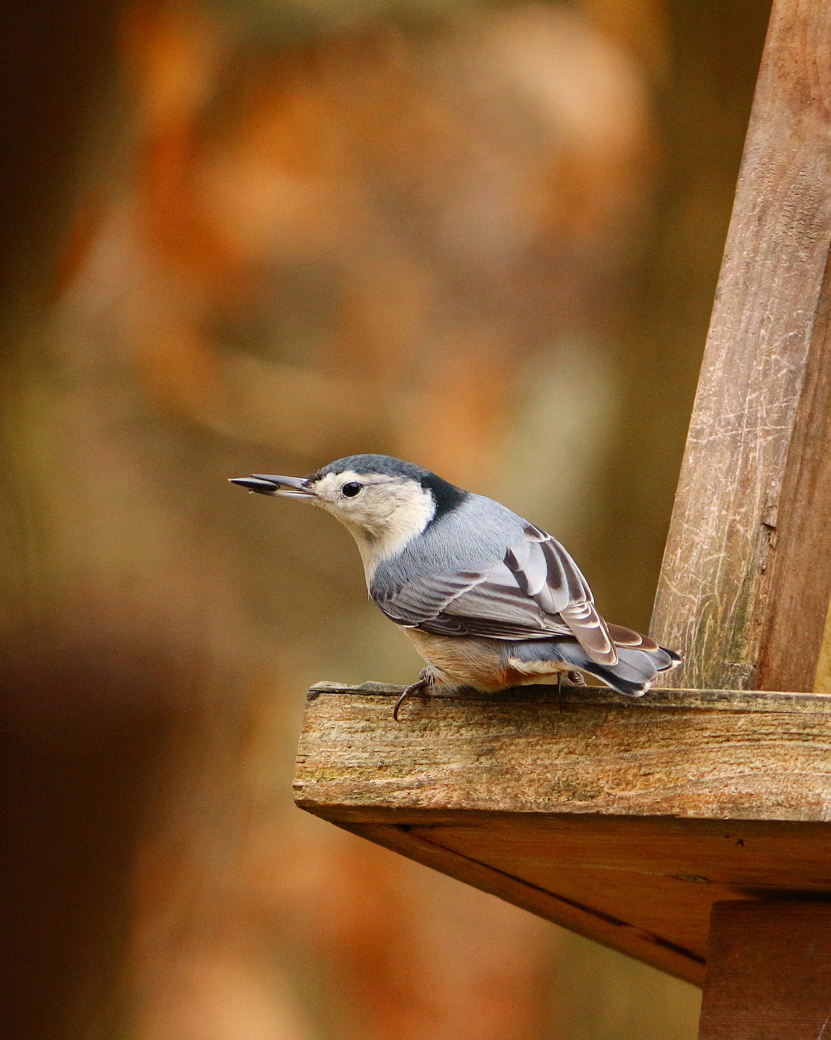 Canon EOS 650D (EOS Rebel T4i / EOS Kiss X6i) sample photo. White-breasted nuthatch photography