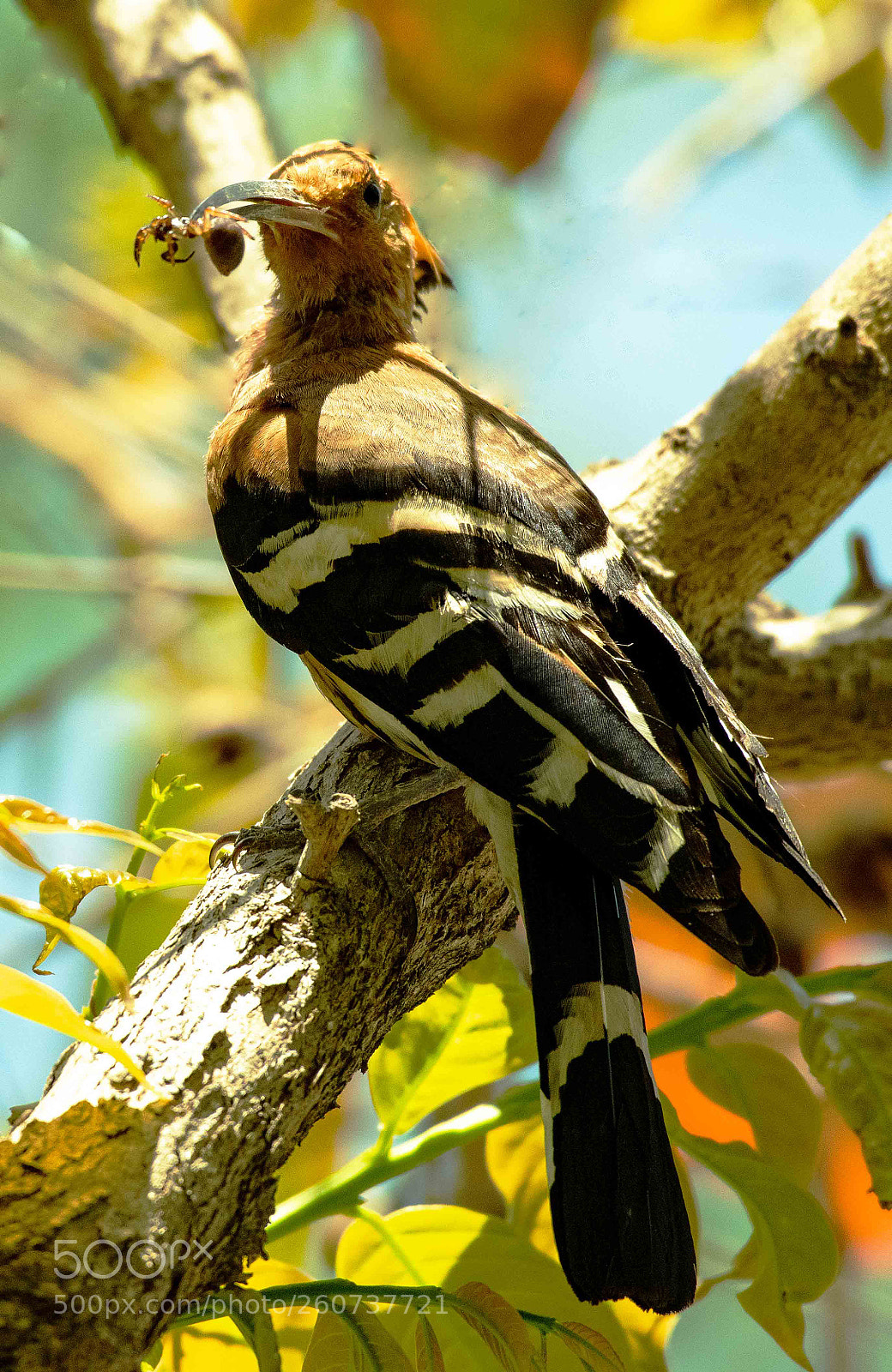 Nikon D850 sample photo. Hoopoe in vietnam photography
