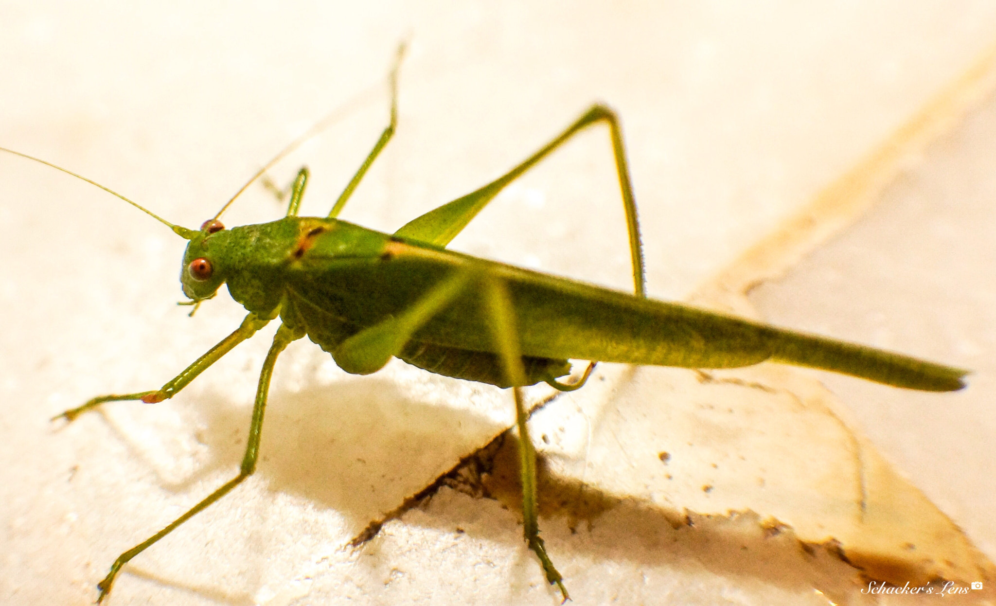 Sony SLT-A65 (SLT-A65V) sample photo. Grasshopper5 photography