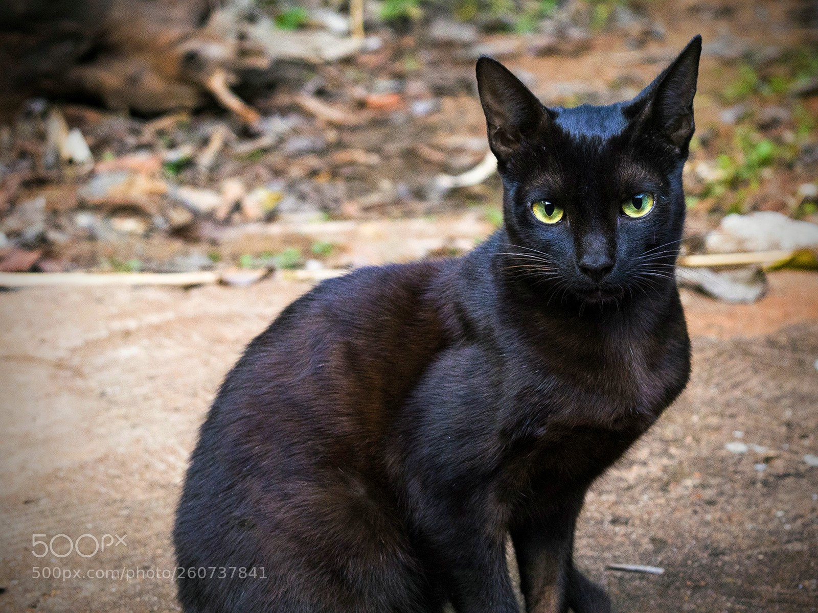 Nikon D3200 sample photo. Staring eyes photography