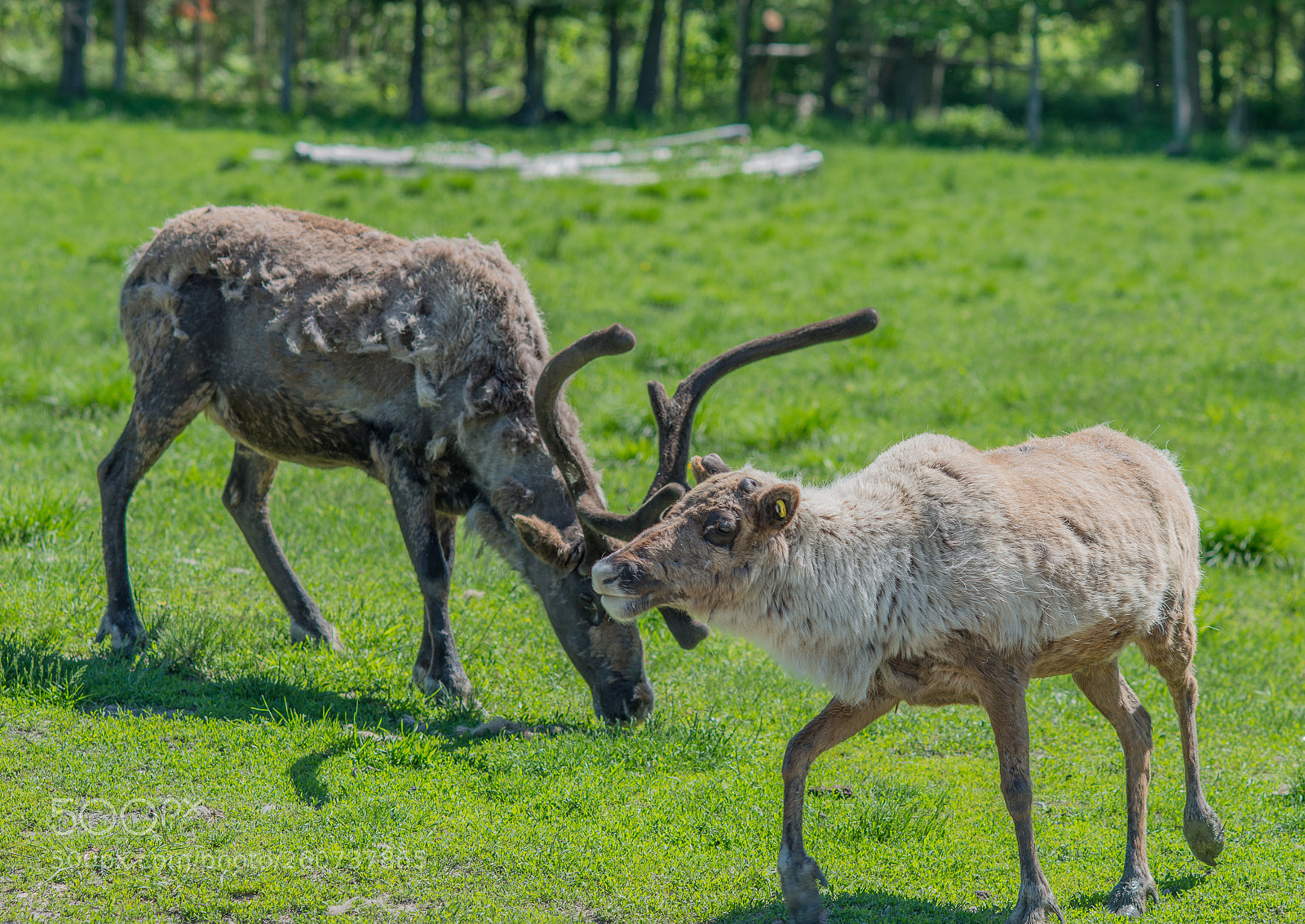 Nikon D800 sample photo. Wild photography