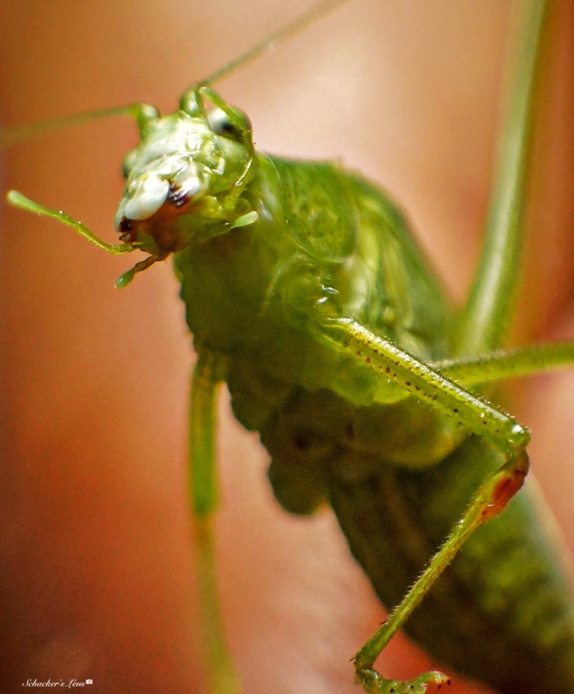 Sony SLT-A65 (SLT-A65V) sample photo. Grasshopper6 photography