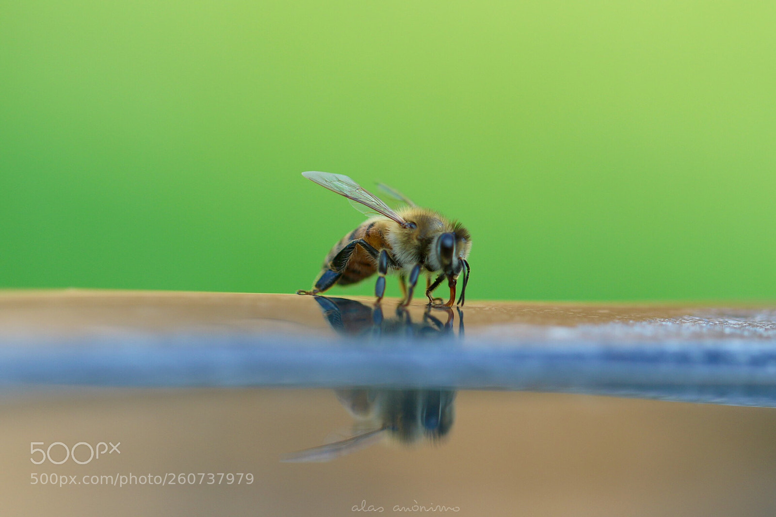 Canon EOS 7D Mark II sample photo. Macro bee...! photography