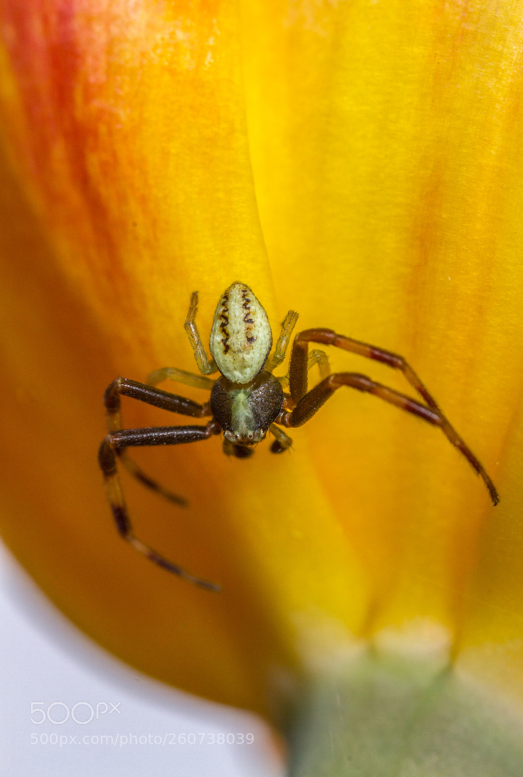 Canon EOS 7D sample photo. Misumena vatia male photography