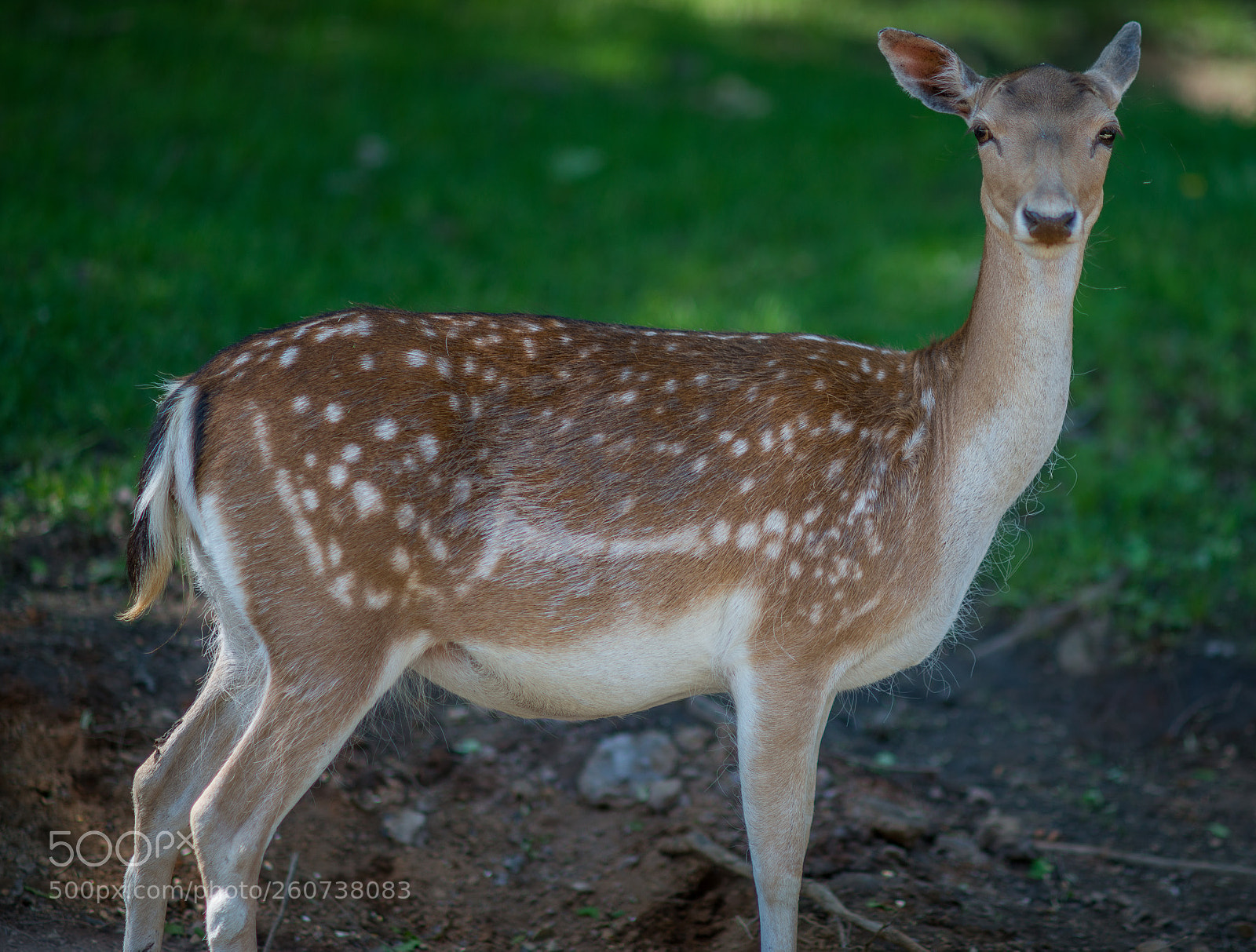 Nikon D800 sample photo. Poised photography