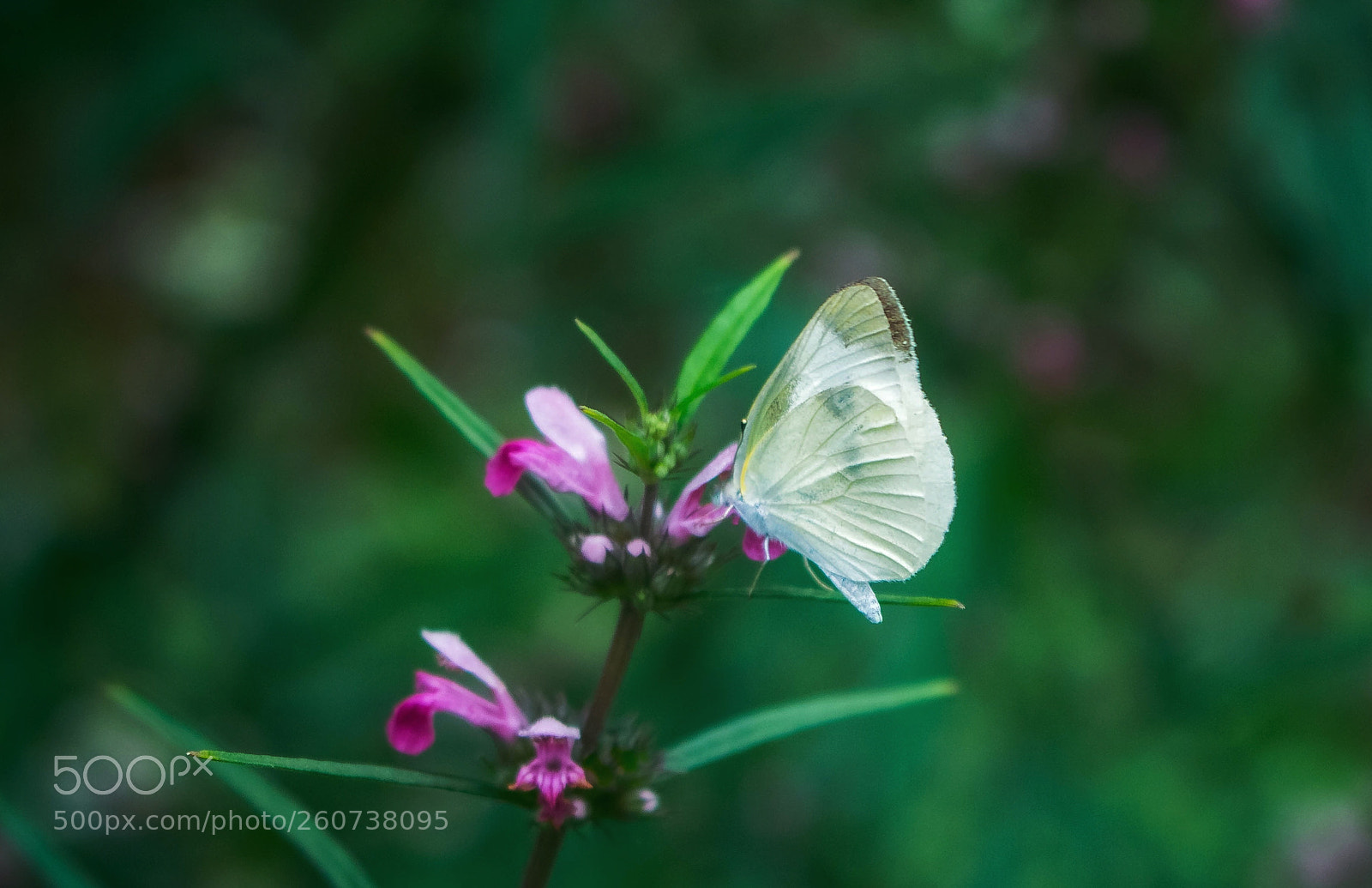 Canon EOS 100D (EOS Rebel SL1 / EOS Kiss X7) sample photo. Butterfly photography