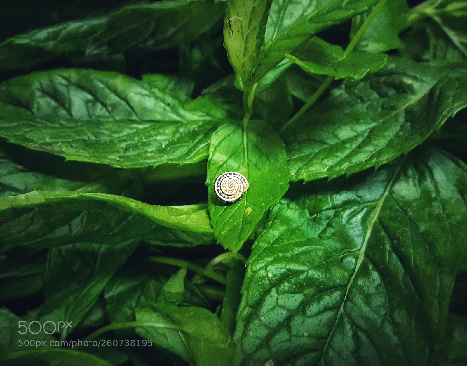 Samsung GALAXY S6 edge sample photo. Untitled photography