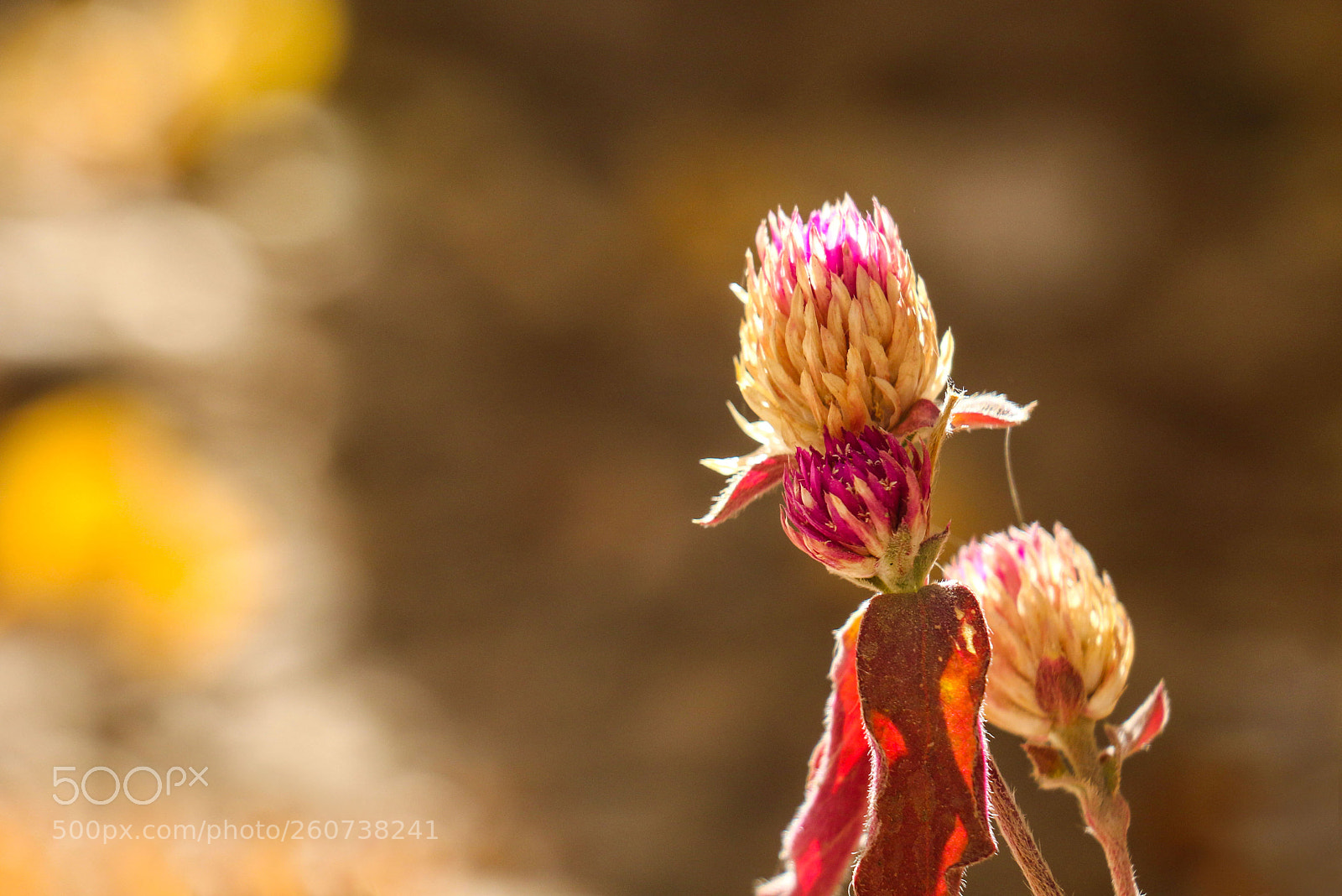 Canon EOS 70D sample photo. Untitled photography