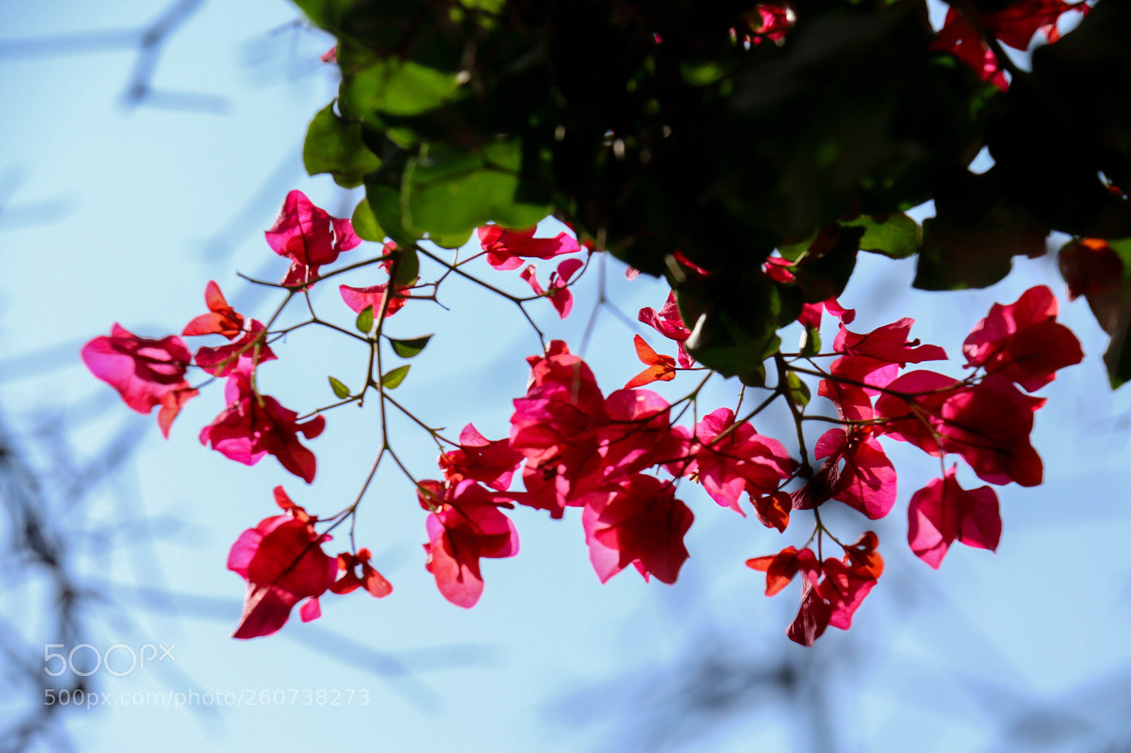 Canon EOS 70D sample photo. Untitled photography