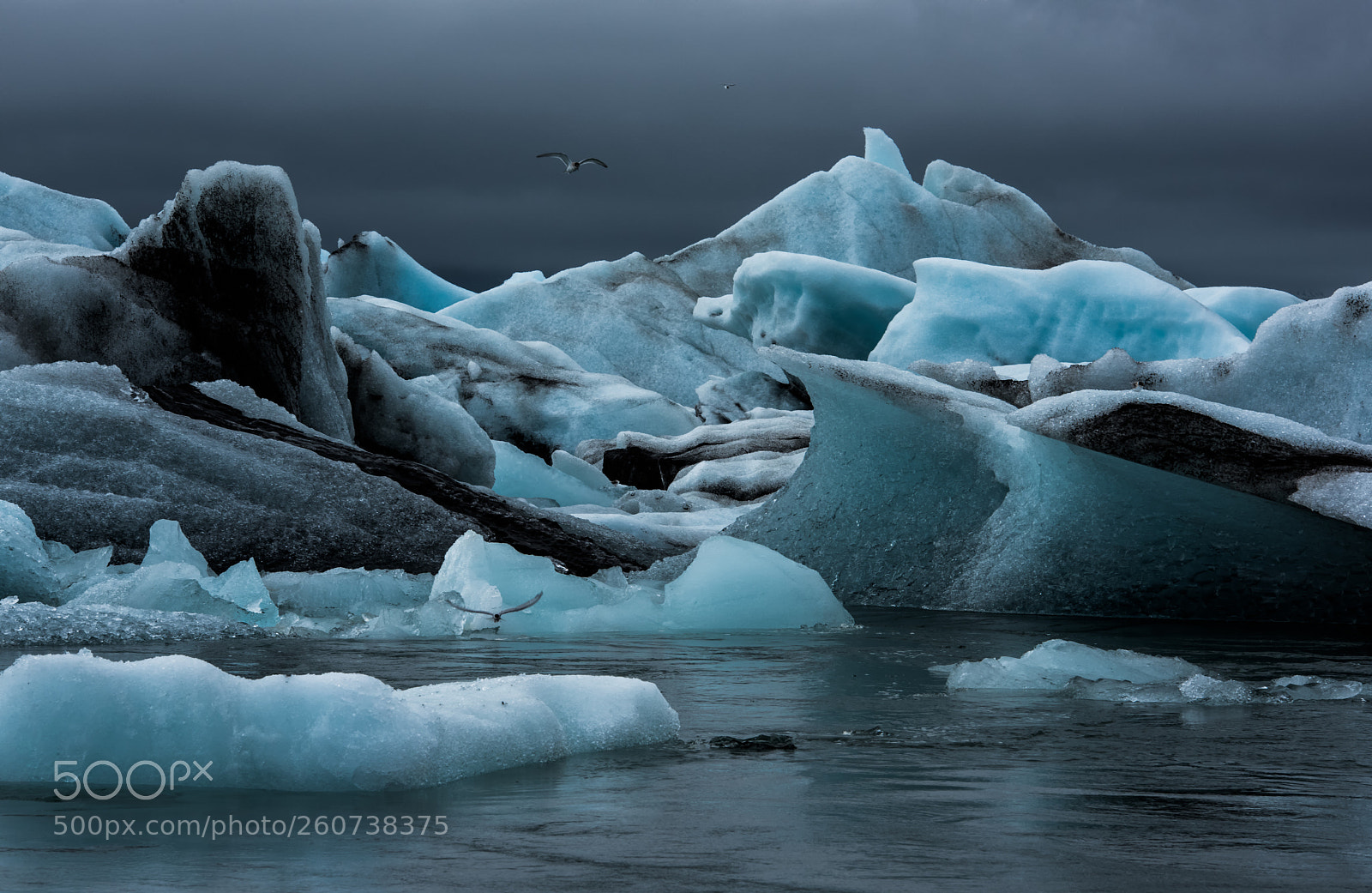 Nikon D810 sample photo. Seabirds among the ice photography