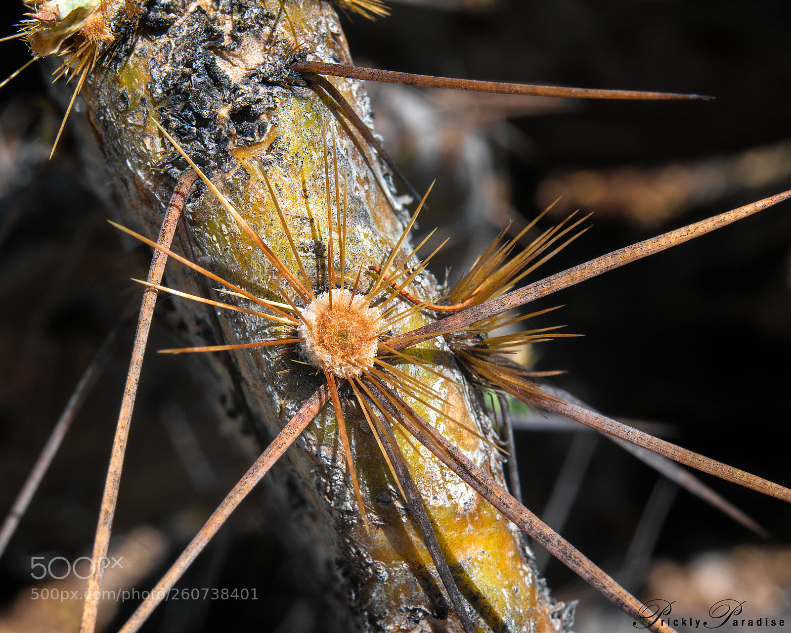 Nikon D800 sample photo. Prickly paradise aging prickly photography