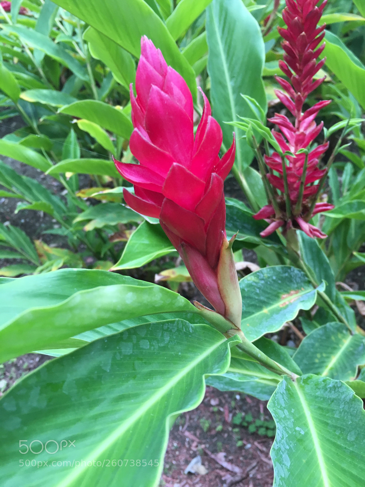 Apple iPhone 6s sample photo. Blooms in jamaica  photography
