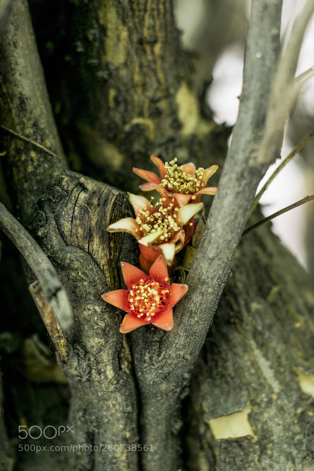 Nikon D3400 sample photo. Pomegranate flower photography