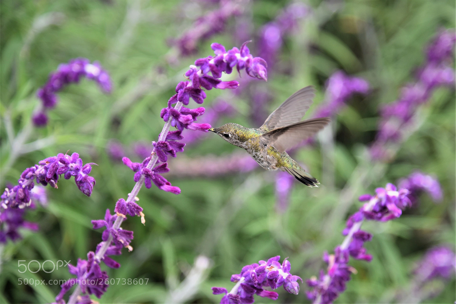 Nikon D750 sample photo. La chuparrosa de pasadena photography