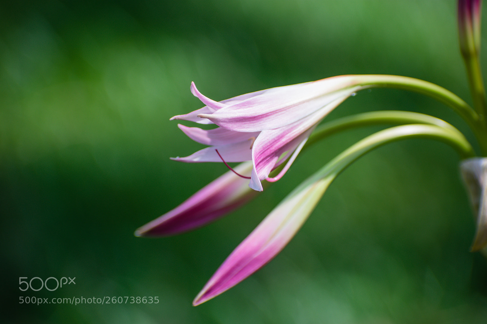 Nikon D3400 sample photo. Lily photography