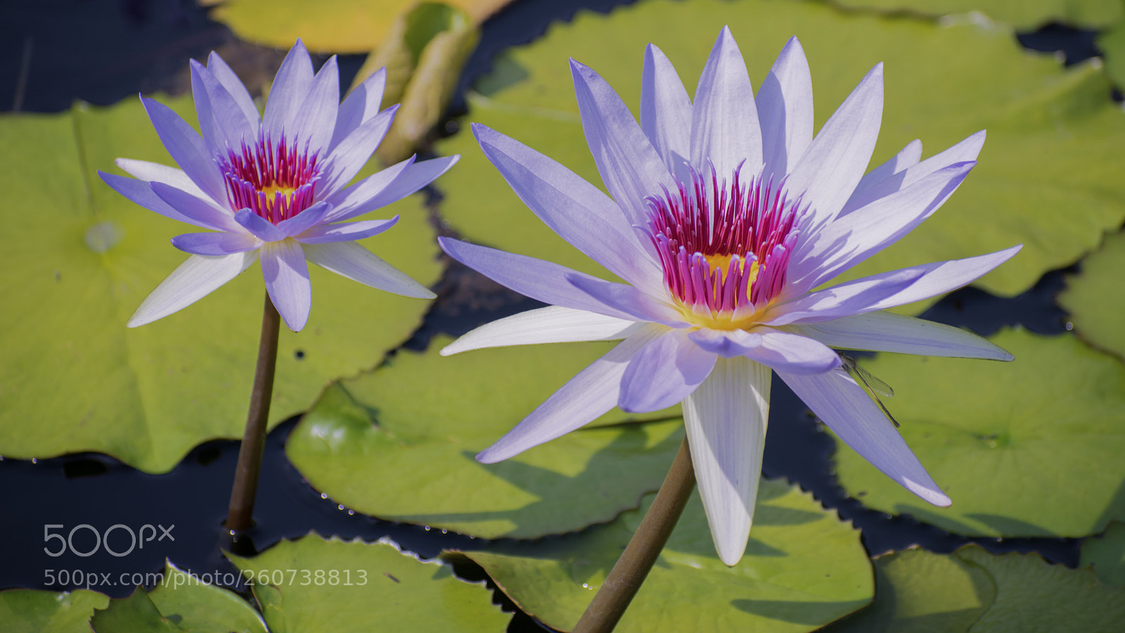 Nikon D3400 sample photo. Water lilies  photography