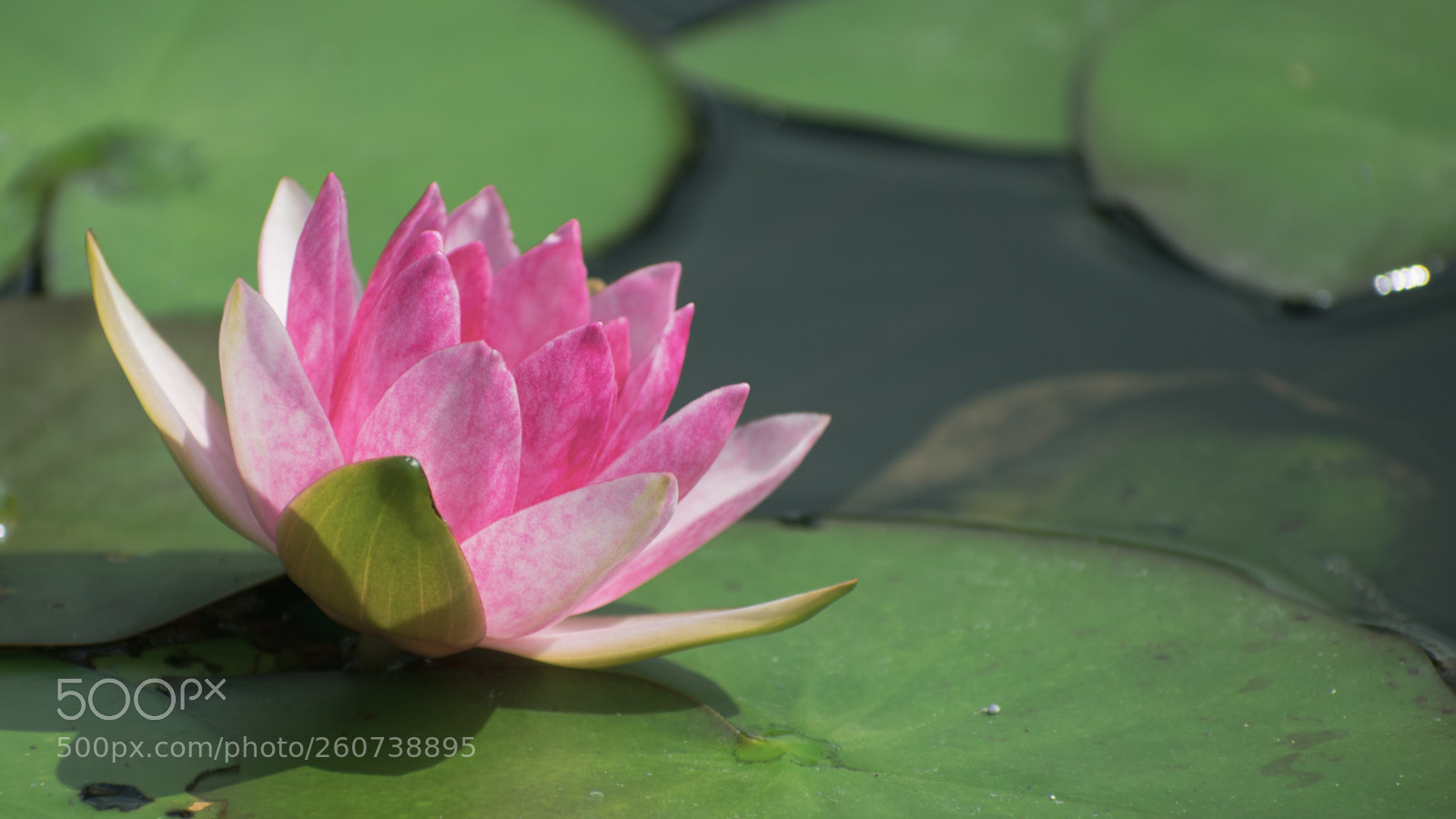 Nikon D3400 sample photo. Blooming photography