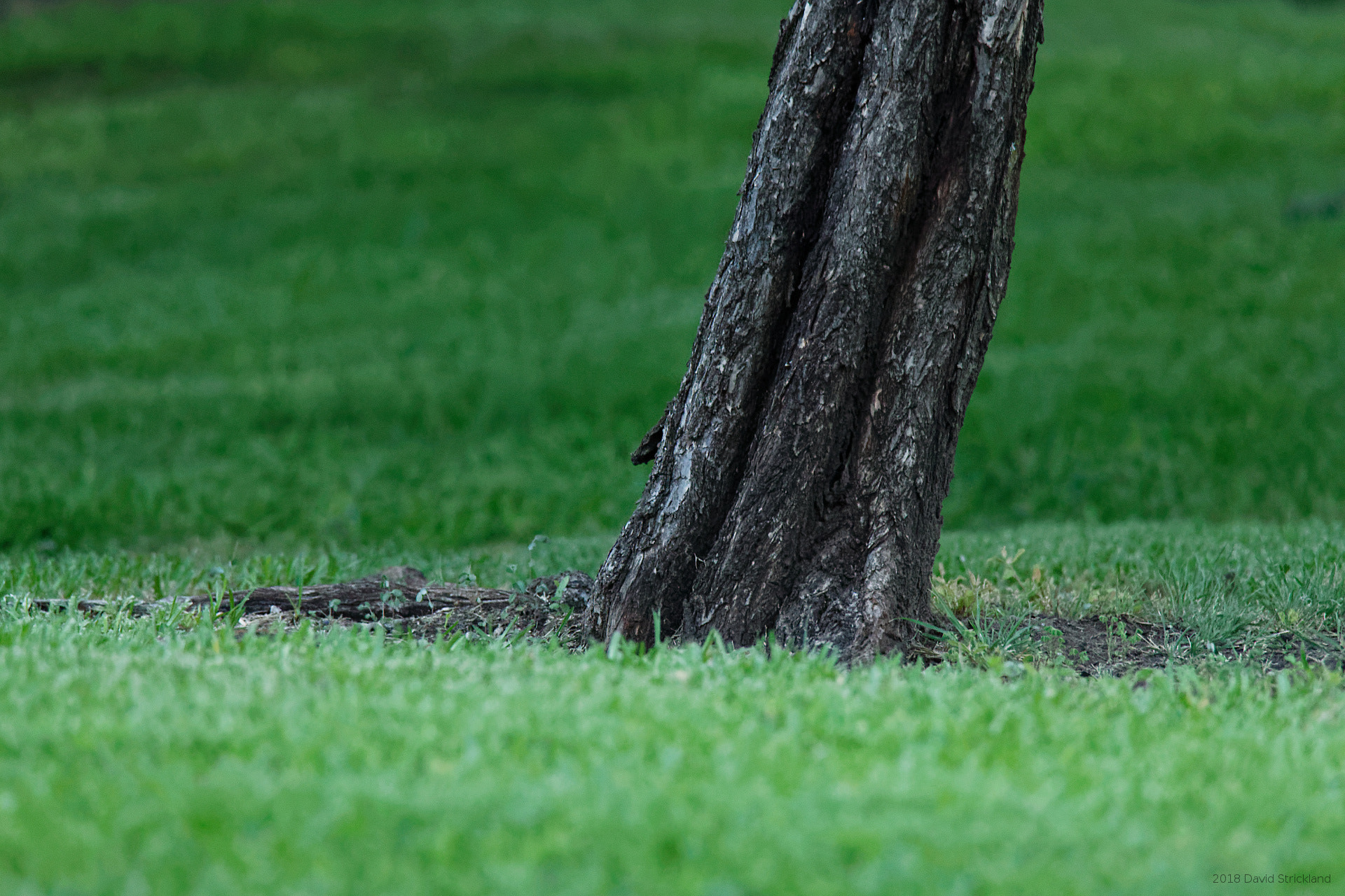 Canon EOS 6D Mark II sample photo. Grass tree photography