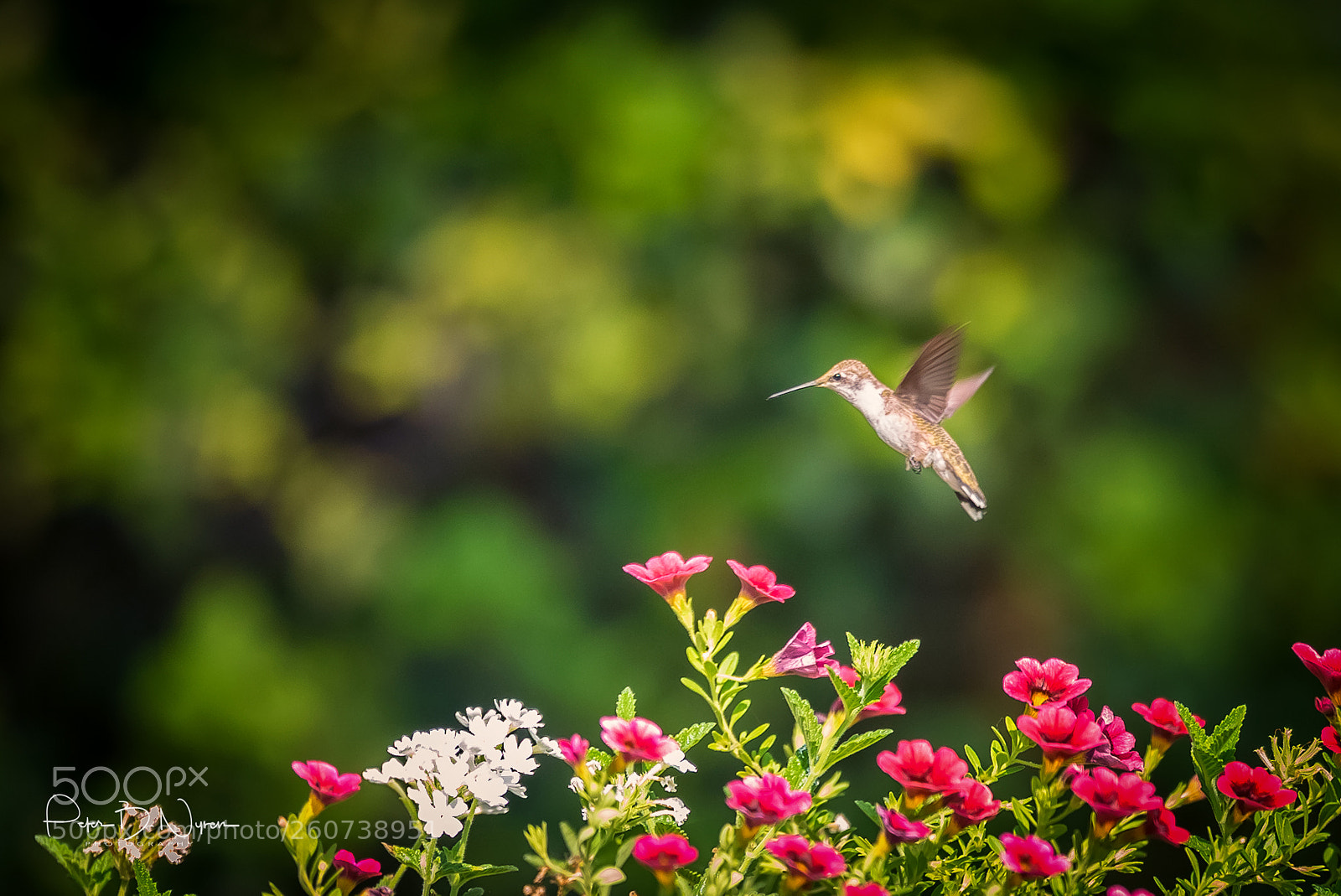 Nikon D750 sample photo. Hummingbird hovering photography