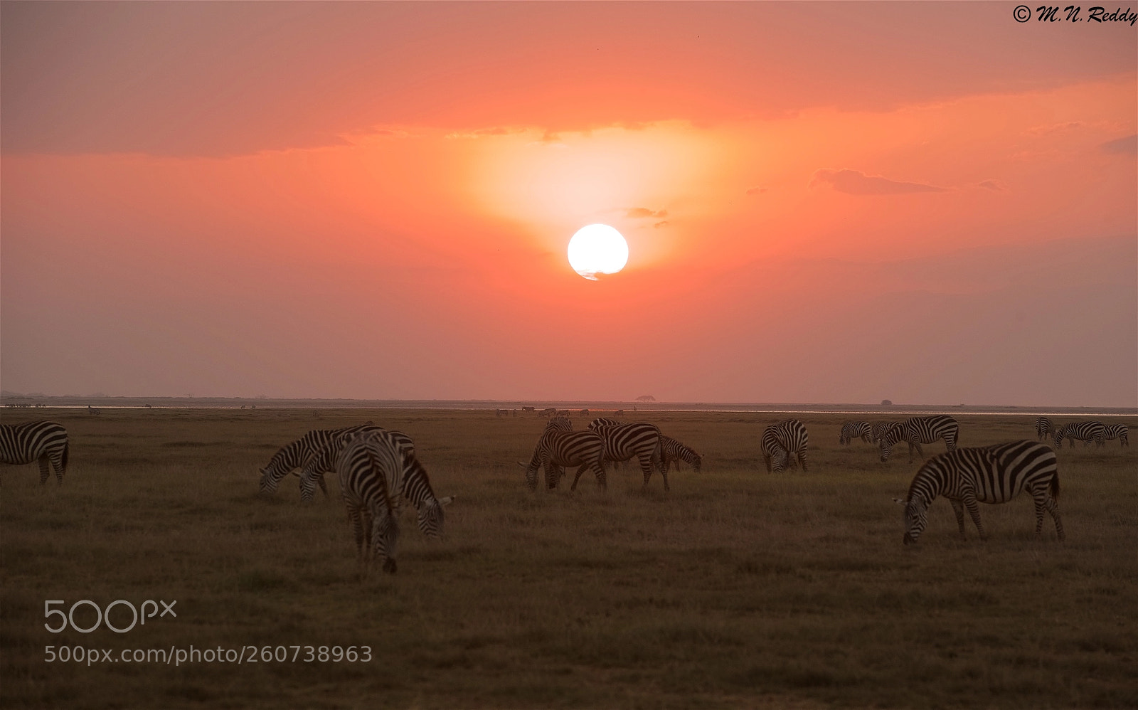 Nikon D750 sample photo. Sunsetting colours- amboseli photography