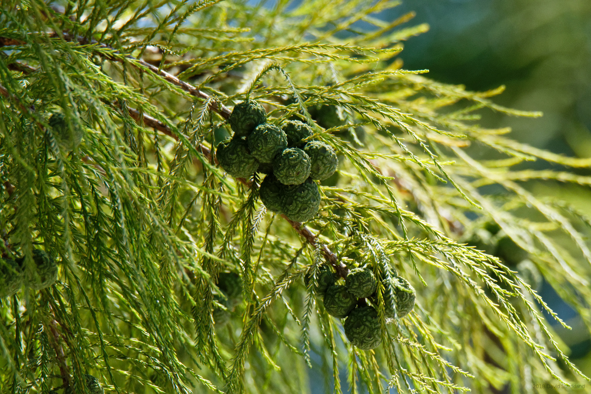 Canon EOS 6D Mark II sample photo. Growing cypress tree seeds photography