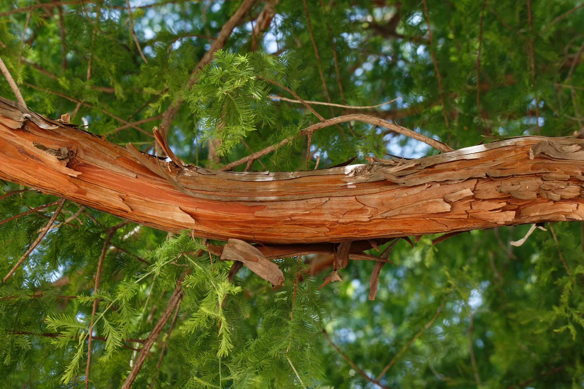 Canon EOS 6D Mark II sample photo. Cypress tree branch photography