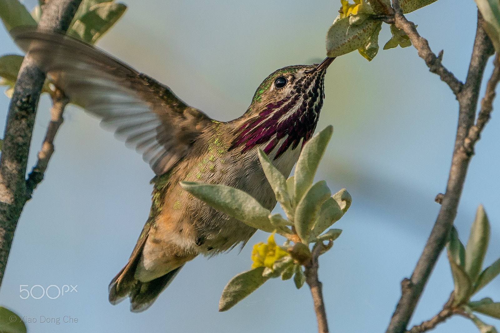 Sony a9 sample photo. Calliope hummingbird photography