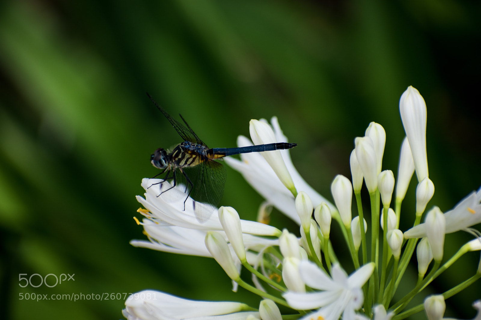 Nikon D3400 sample photo. Perch photography