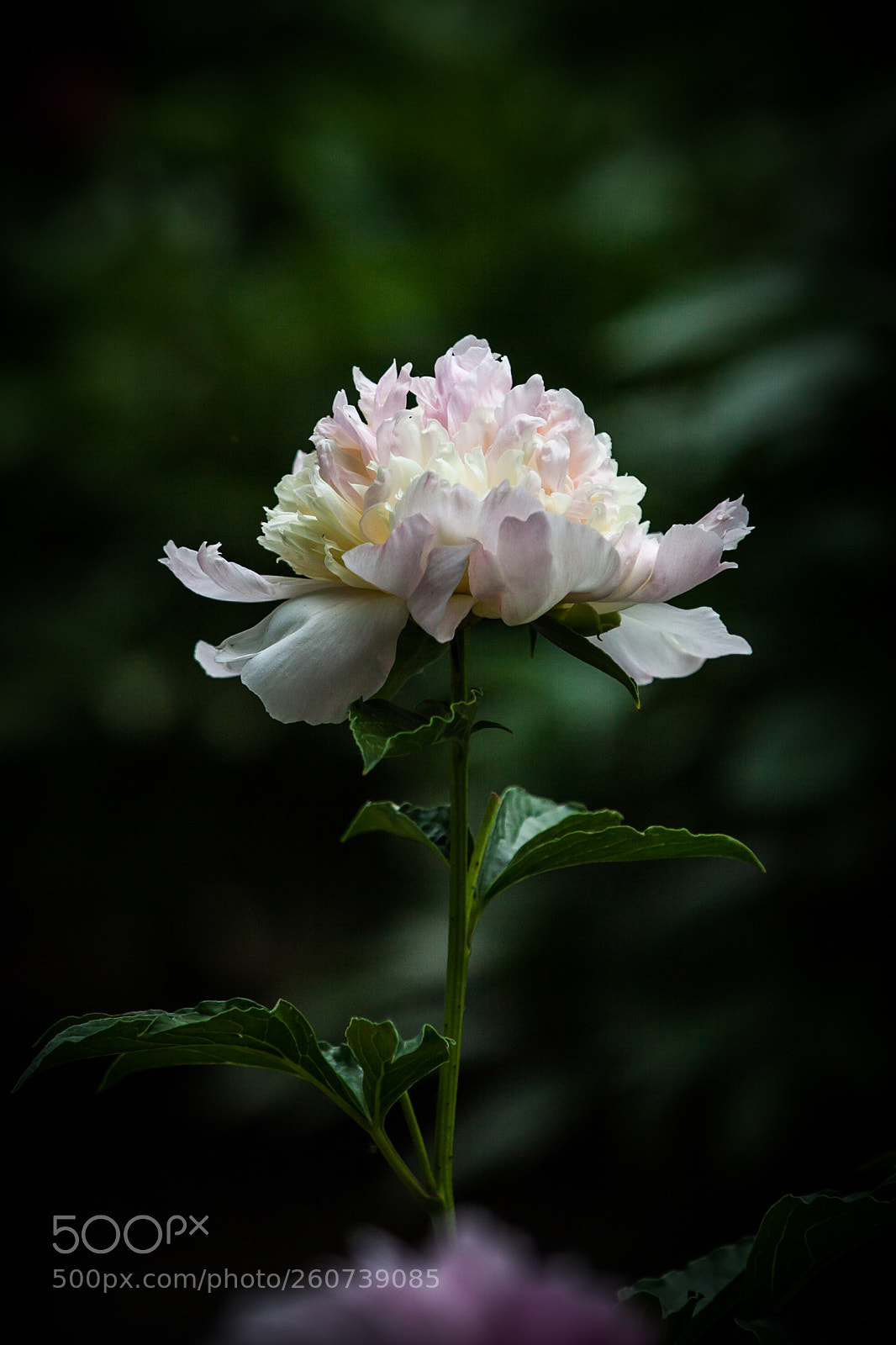 Canon EOS 5D Mark II sample photo. Untitled photography