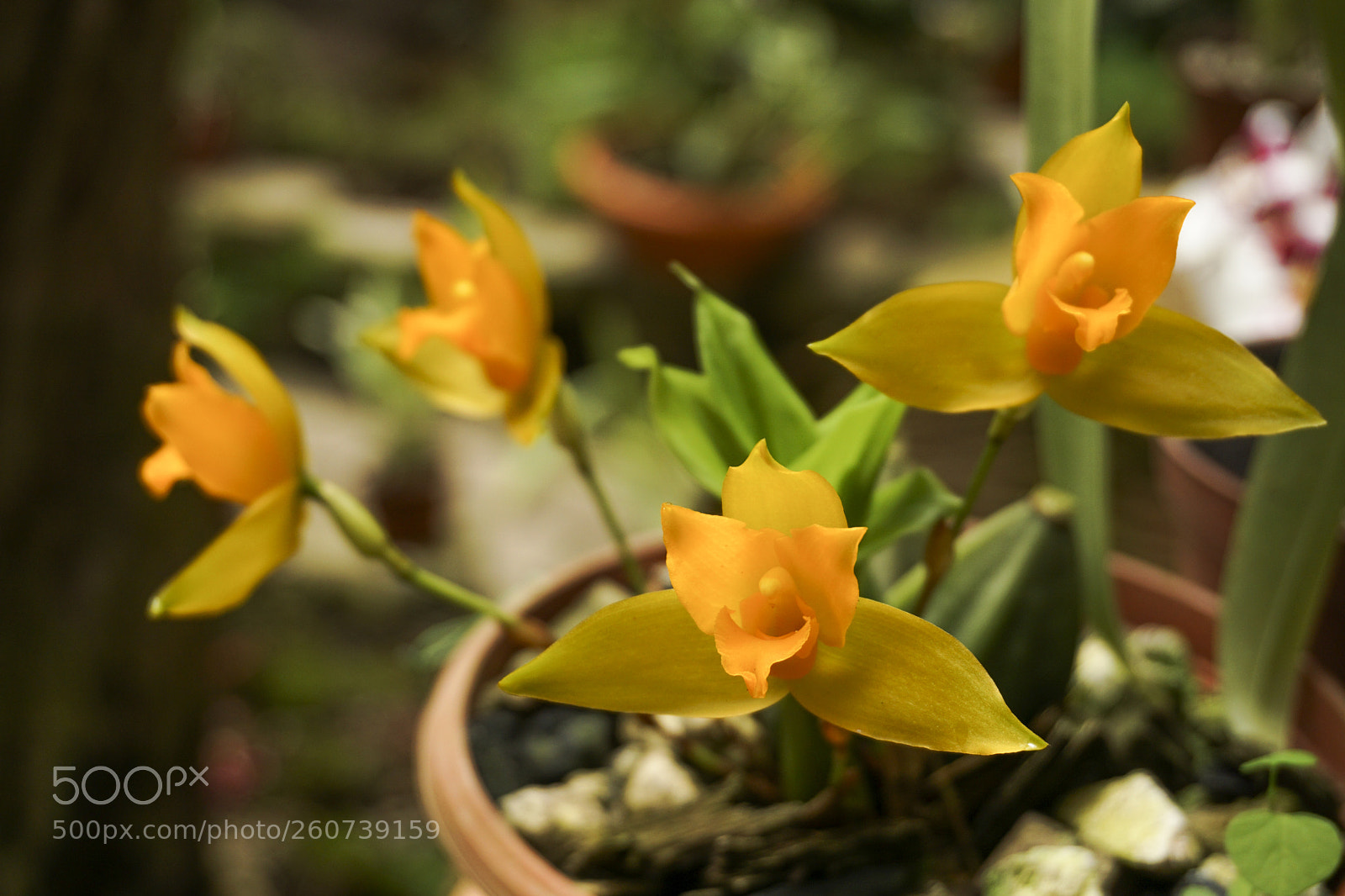 Sony a6000 sample photo. Dsc photography