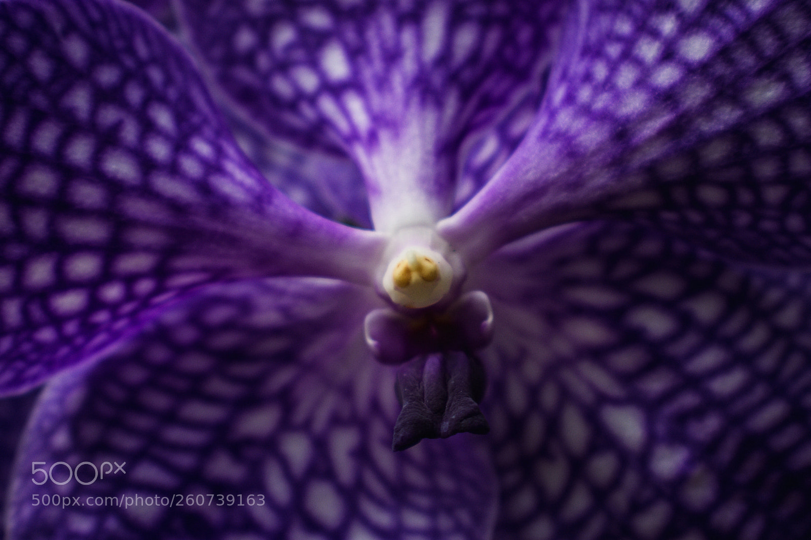 Nikon D3400 sample photo. Purple photography