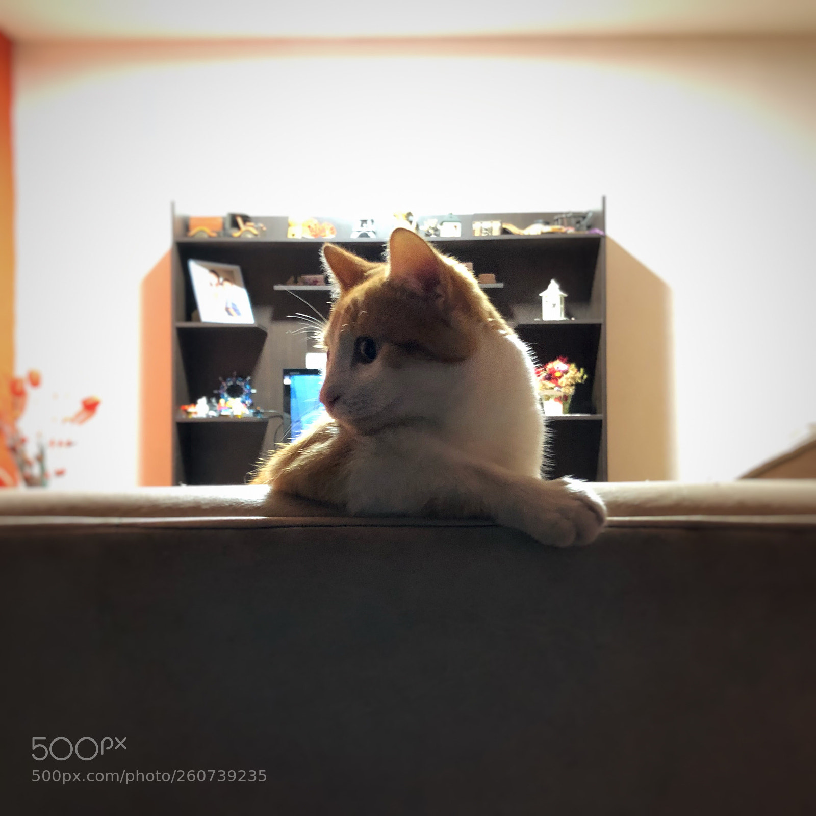 Apple iPhone 8 Plus sample photo. My cat felix photography
