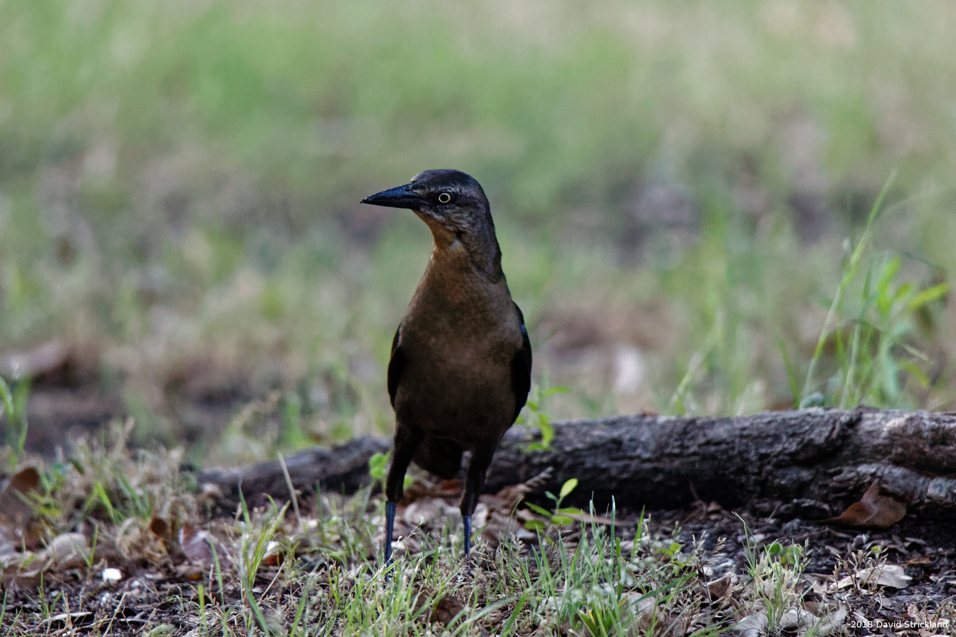 Canon EOS 6D Mark II sample photo. Grackle (female) photography