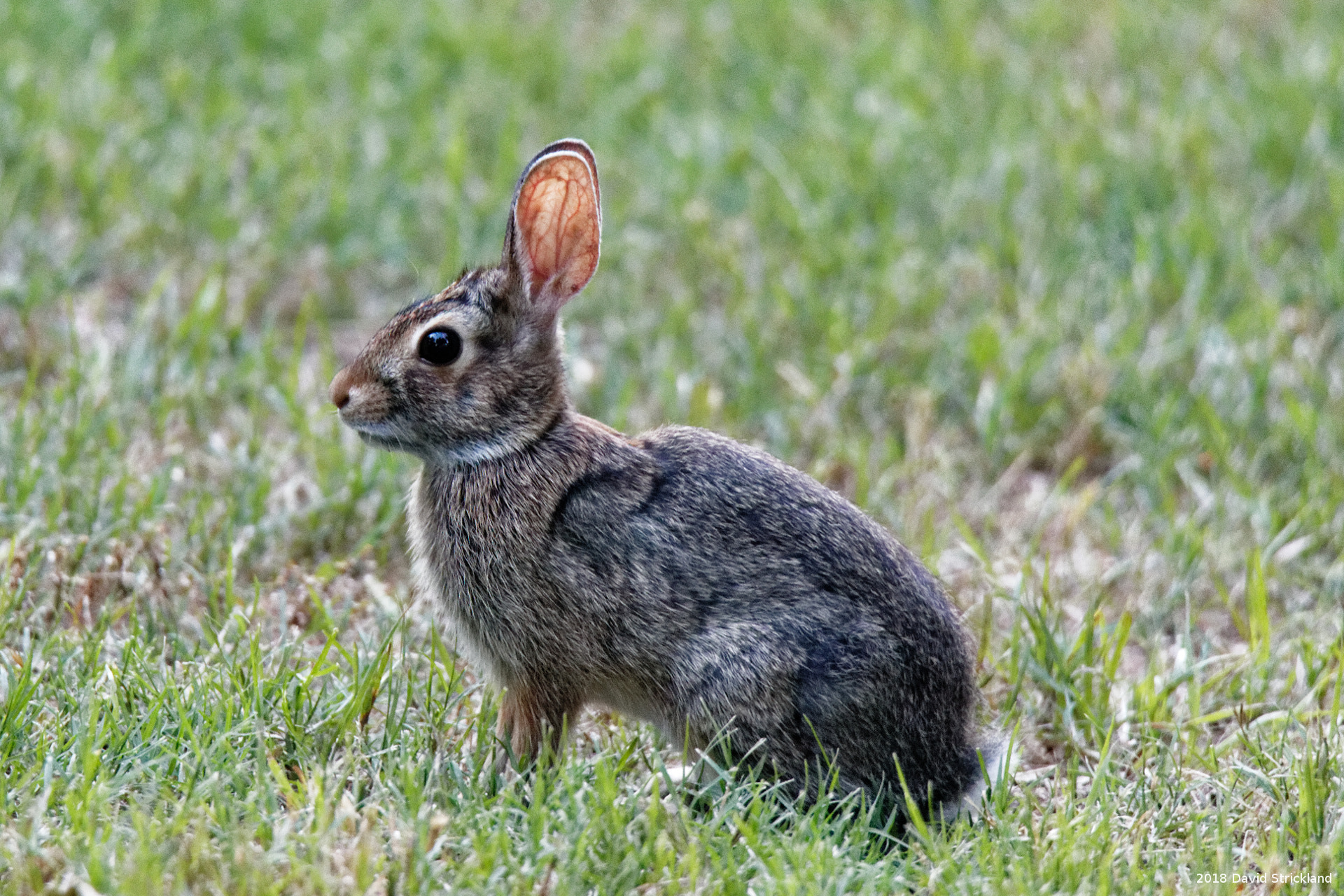Canon EOS 6D Mark II sample photo. Cotton tail photography