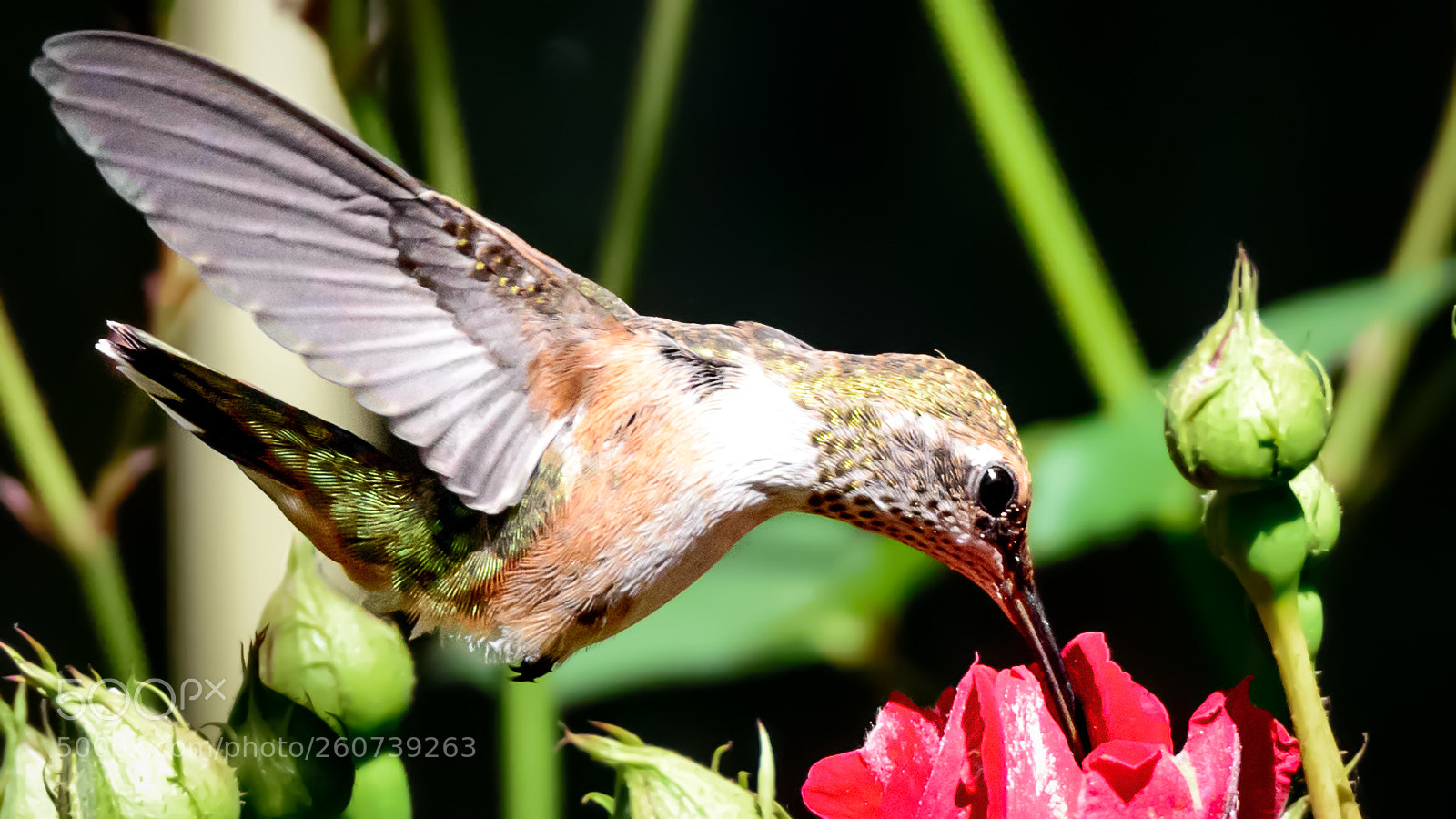 Nikon D800 sample photo. Getting a drink photography