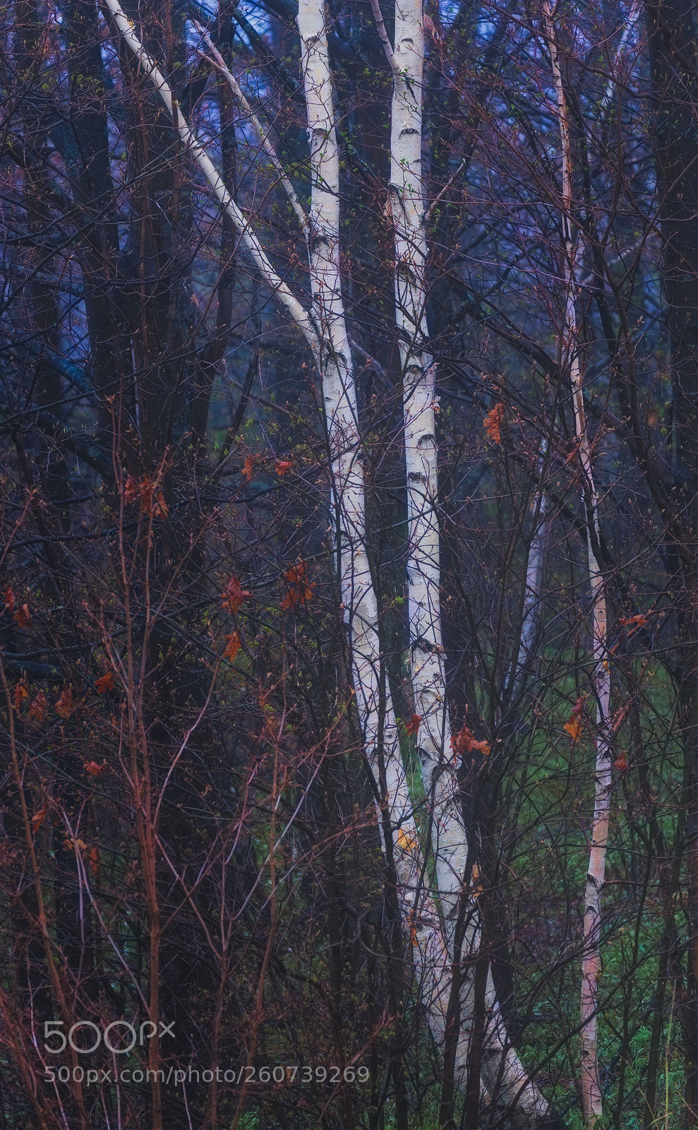 Canon EOS 6D sample photo. A foggy evening photography