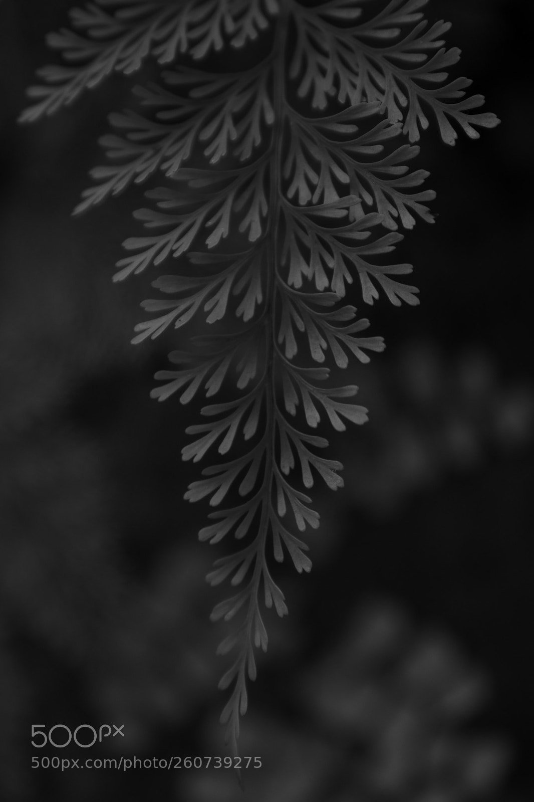 Nikon D3400 sample photo. Fern photography